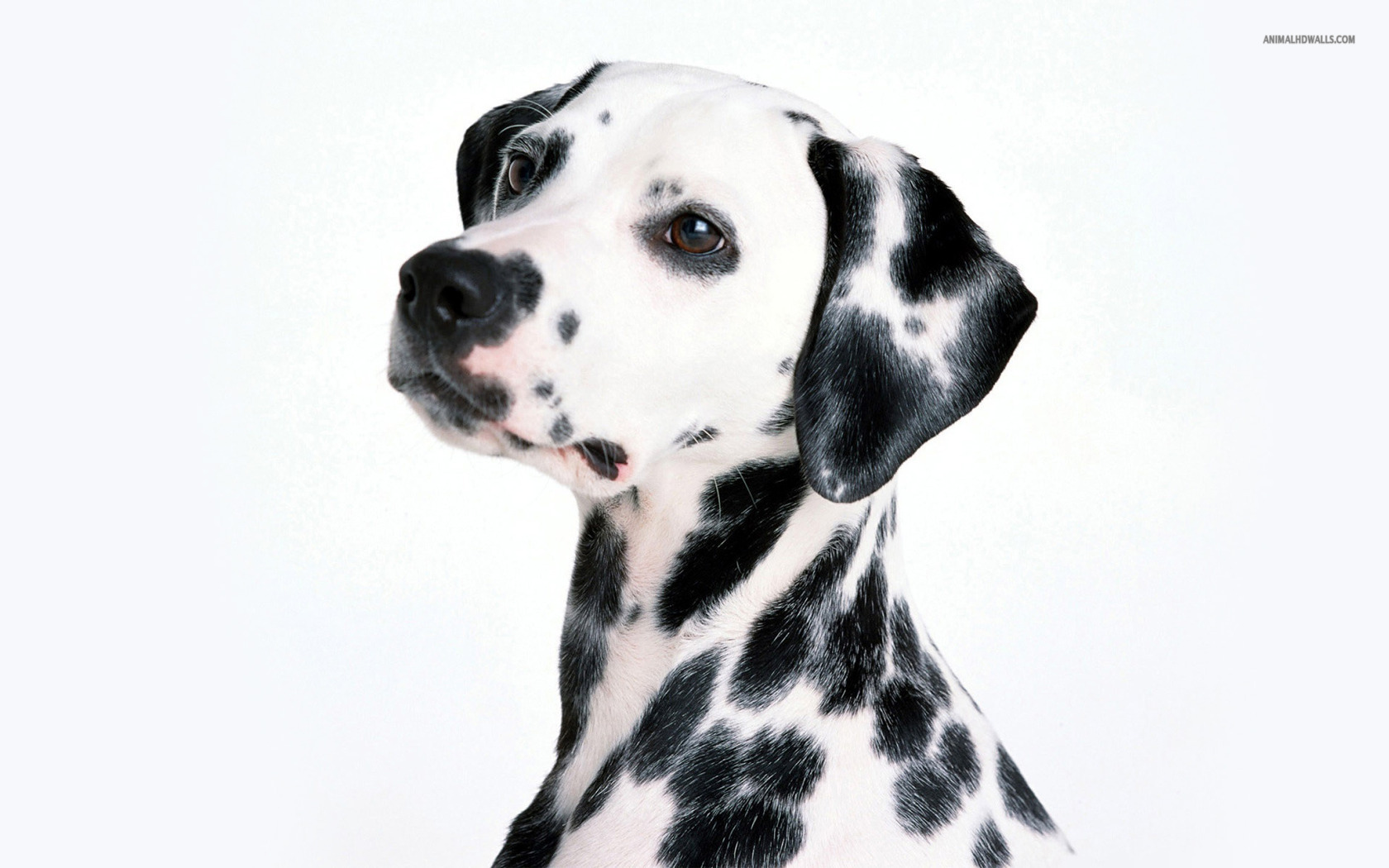 Dalmatian Wallpaper 1680x1050 - Resimkoy