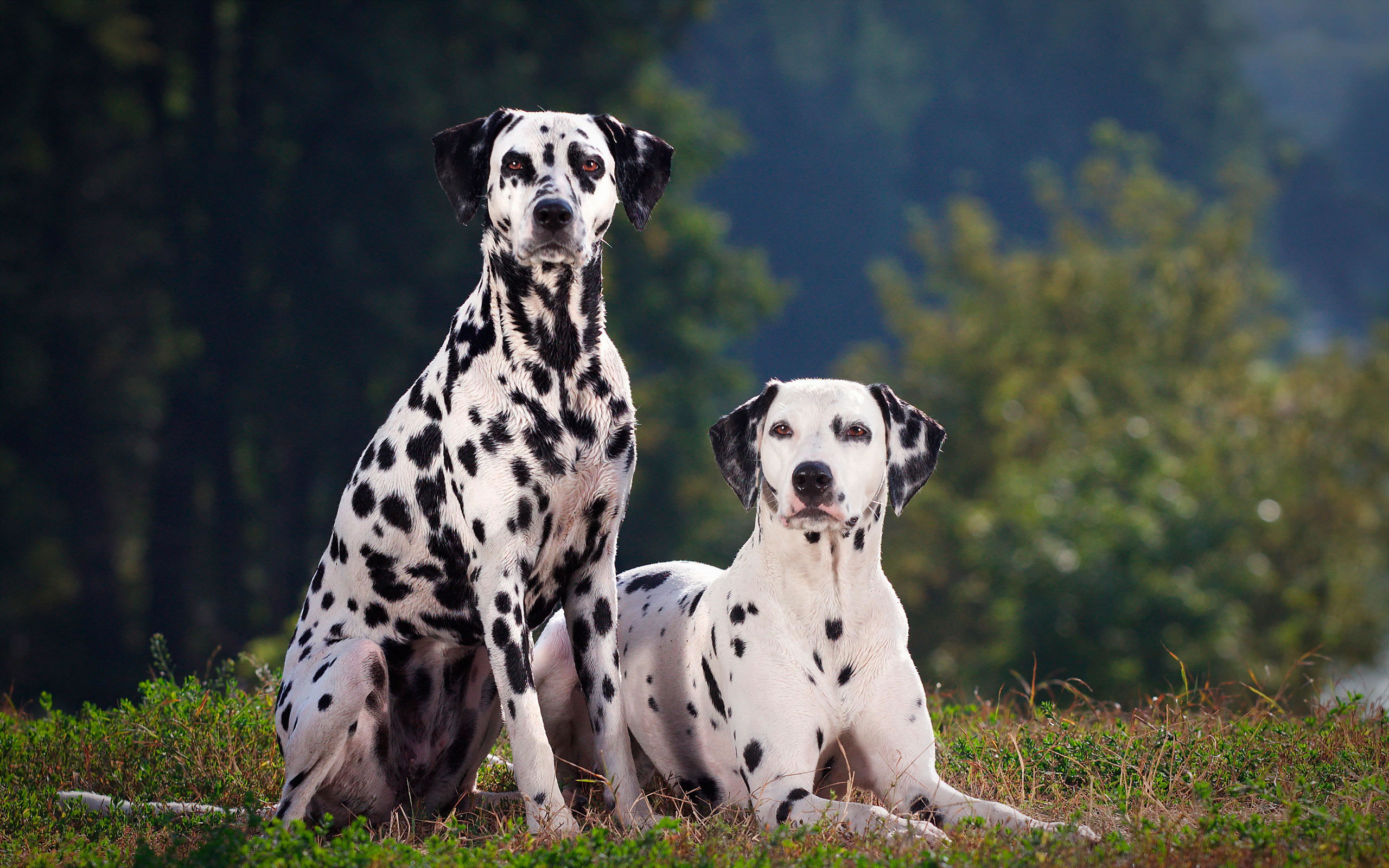 Dalmatian - My Doggy Rocks
