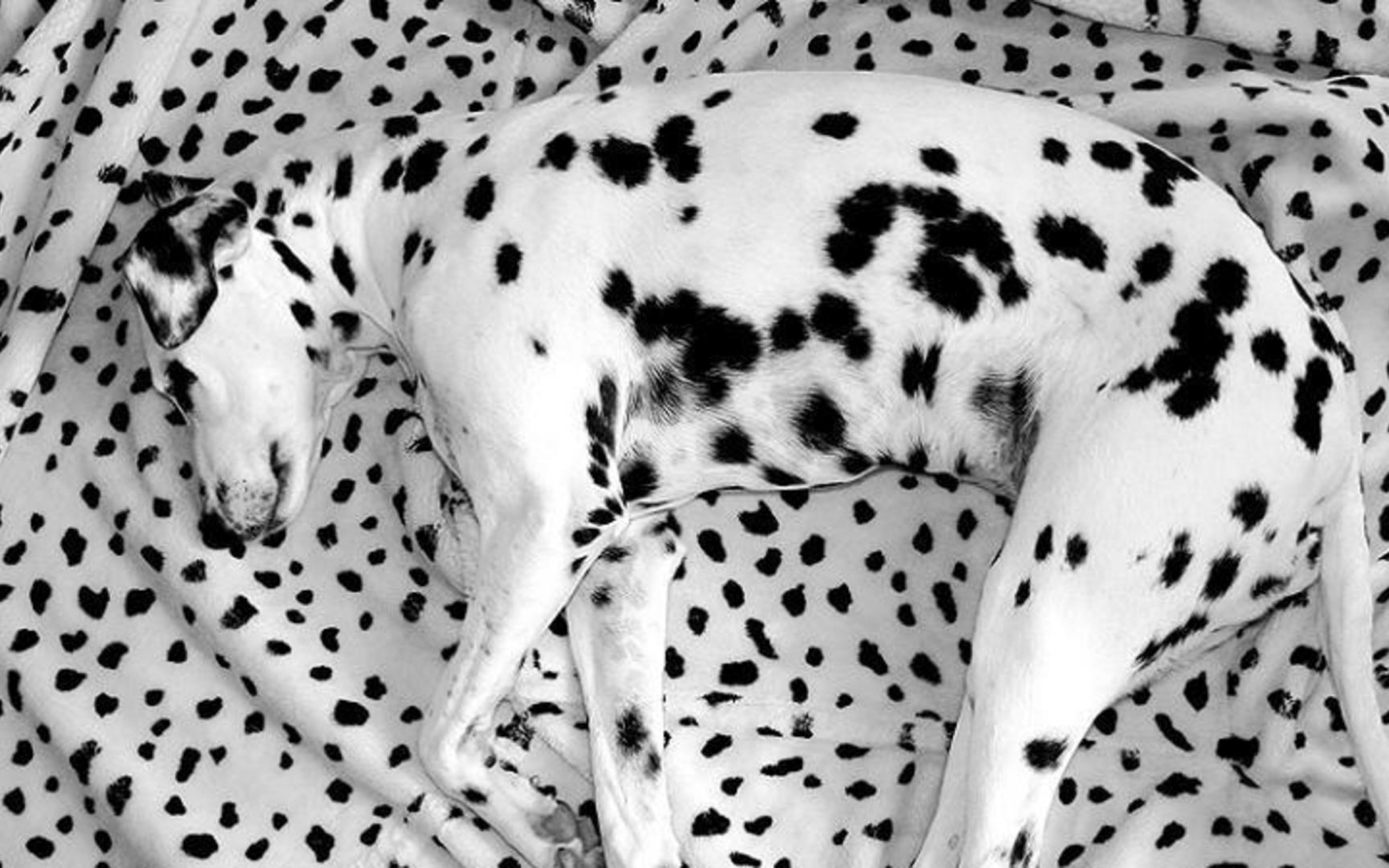 Dalmation Dog Wallpapers