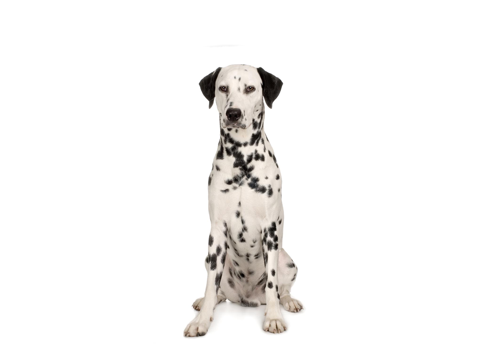 Dalmatian-Dog-Images-Sit.jpg