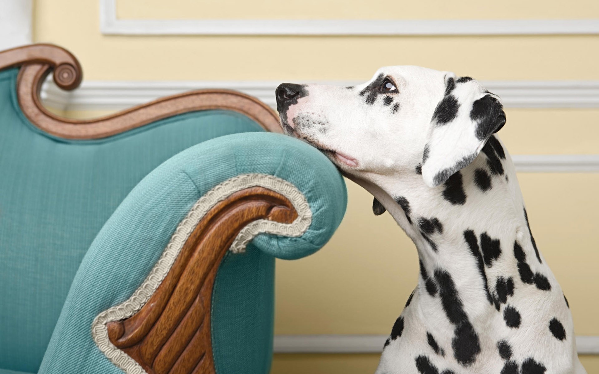 Sad dalmatian wallpapers and images - wallpapers, pictures, photos