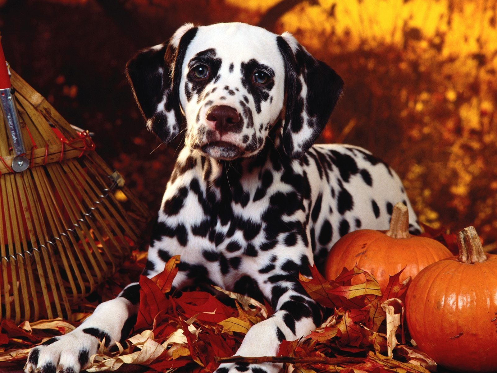 Dalmatian in the halloween theme wallpapers and images