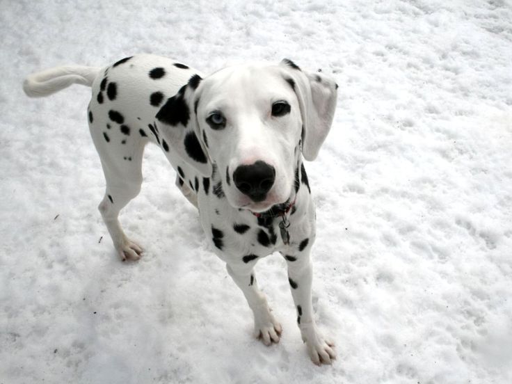 dalmation dog photo | Dalmatian Wallpapers, Pictures & Breed ...