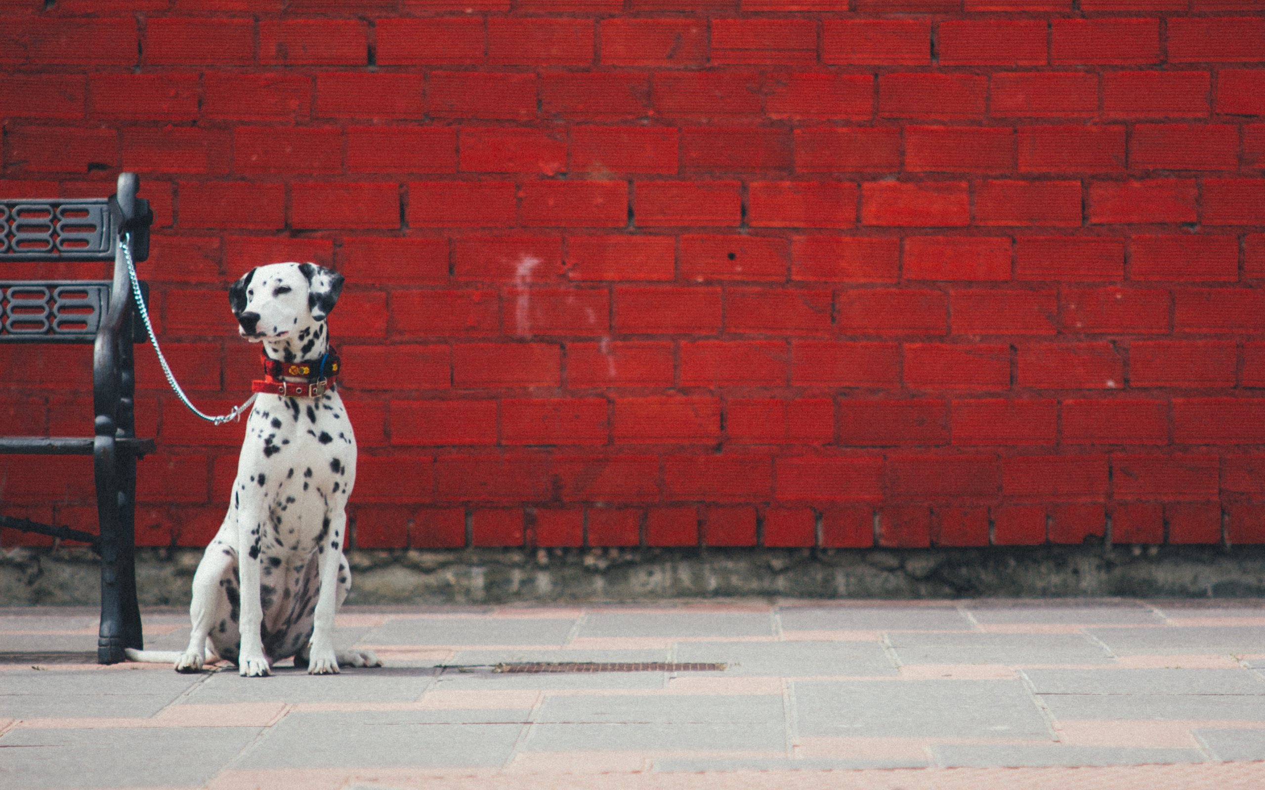 Dalmatian Dogs Wallpapers HD Backgrounds
