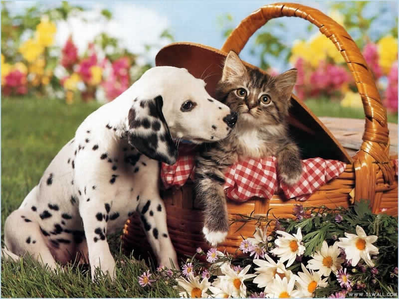 Cute Puppy Dalmatian Wallpaper for your Computer Desktop