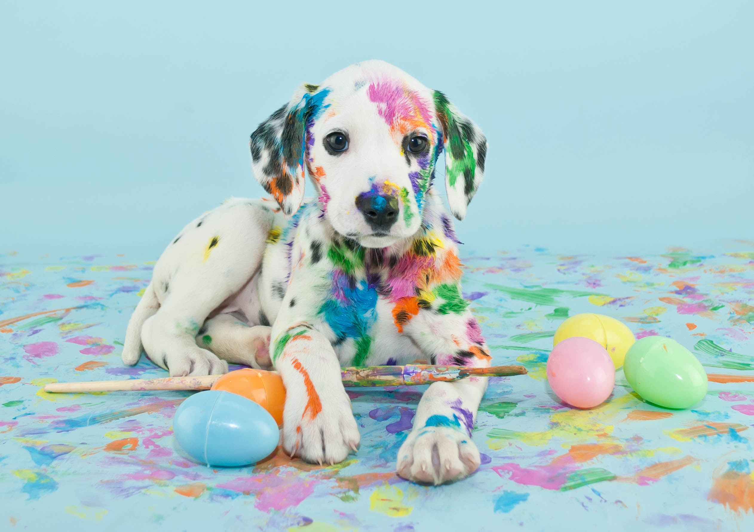 Dogs: Easter Puppy Paint Brush Eggs Dog Dalmatian Wallpaper ...
