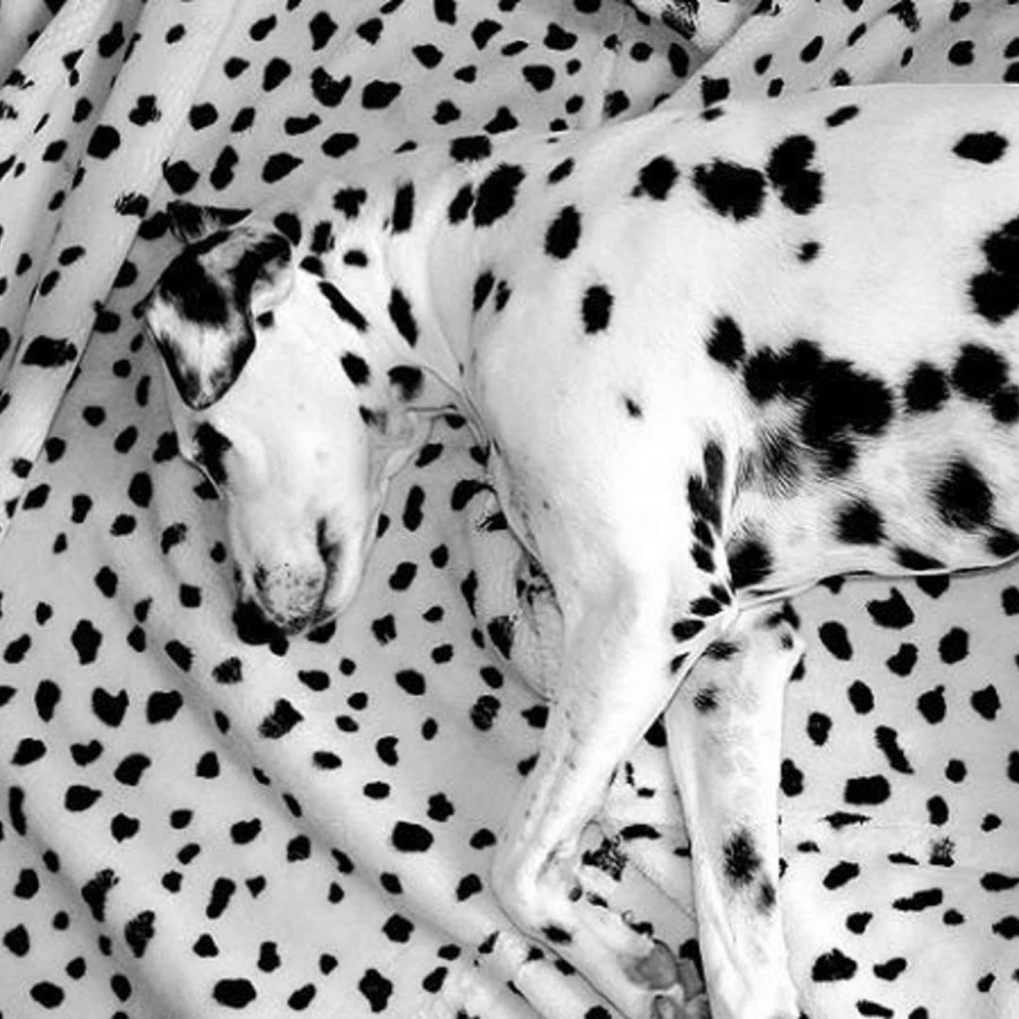 Download Wallpaper 2048x2048 Dalmatian, Lying, Dog, Blanket ...
