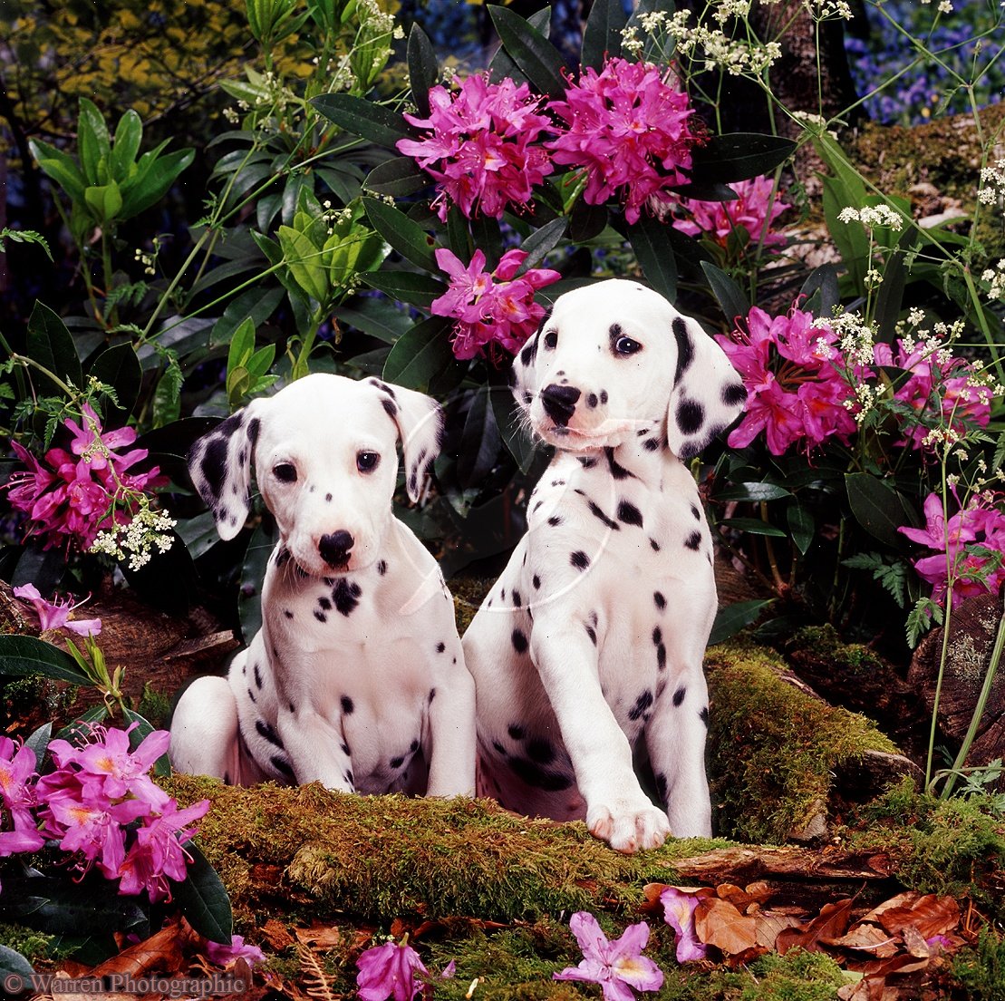 Dalmatian puppies in flowers photo and wallpaper. Beautiful ...