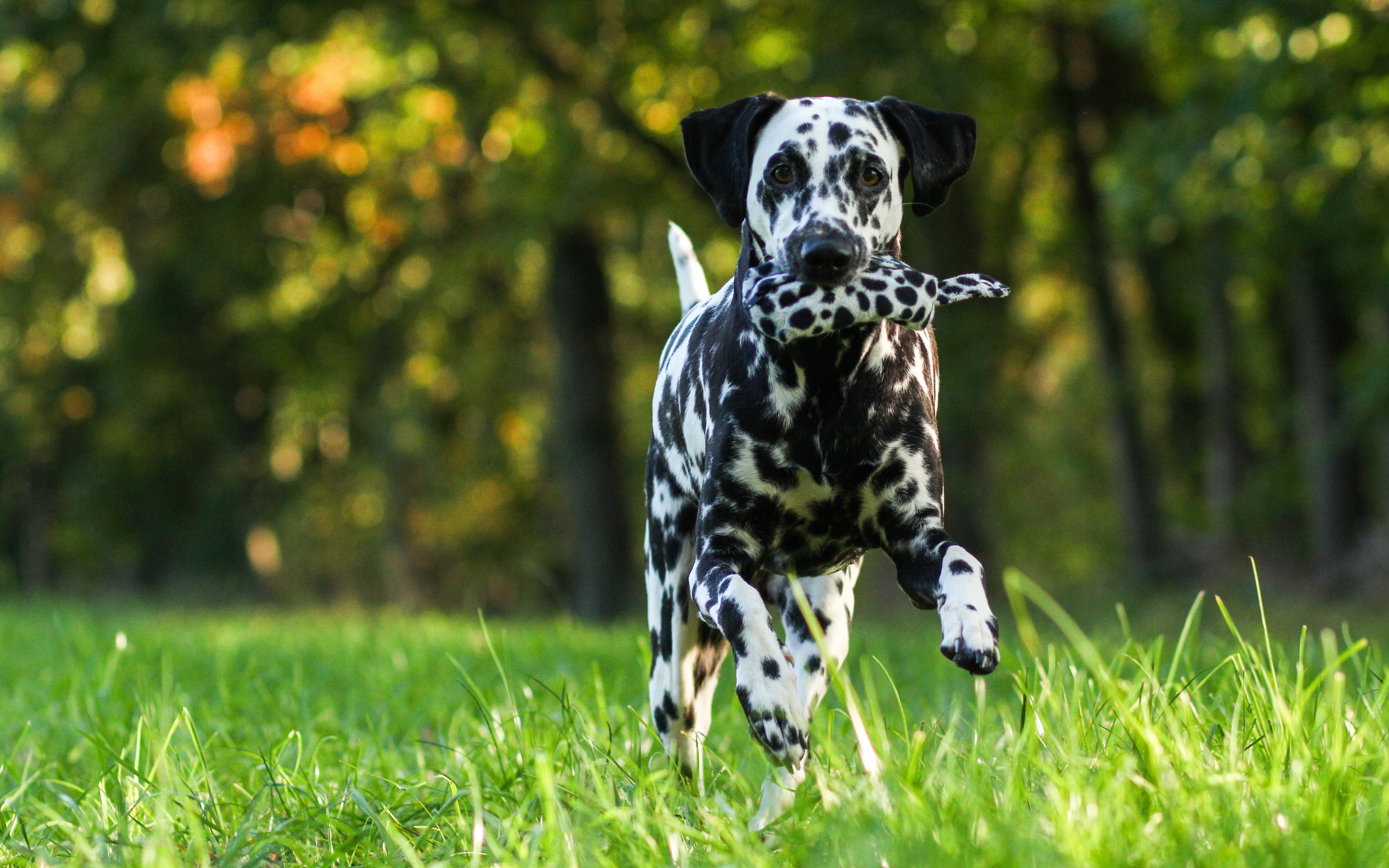 Free Dalmatian Wallpapers in HD Quality Resolution | Apups.com