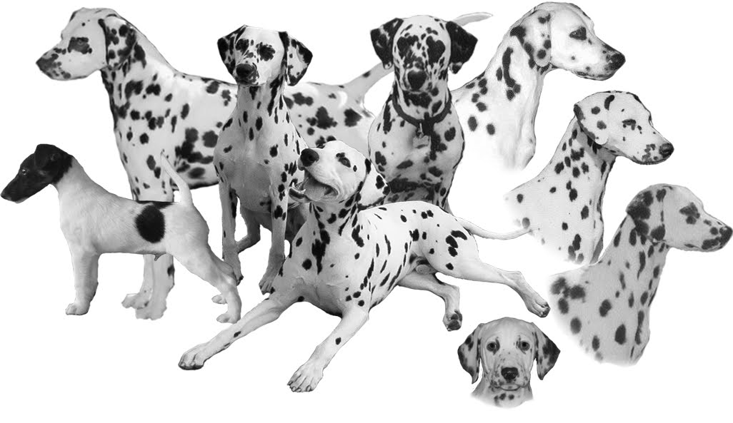 Dalmatian Dog Wallpaper | Animal Literature