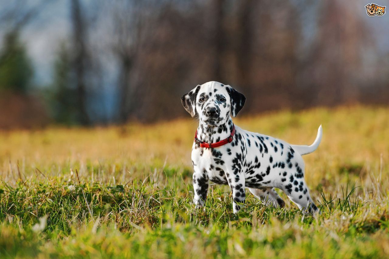 Dalmatian Dog Hunting Training Wallpaper | Apups.com