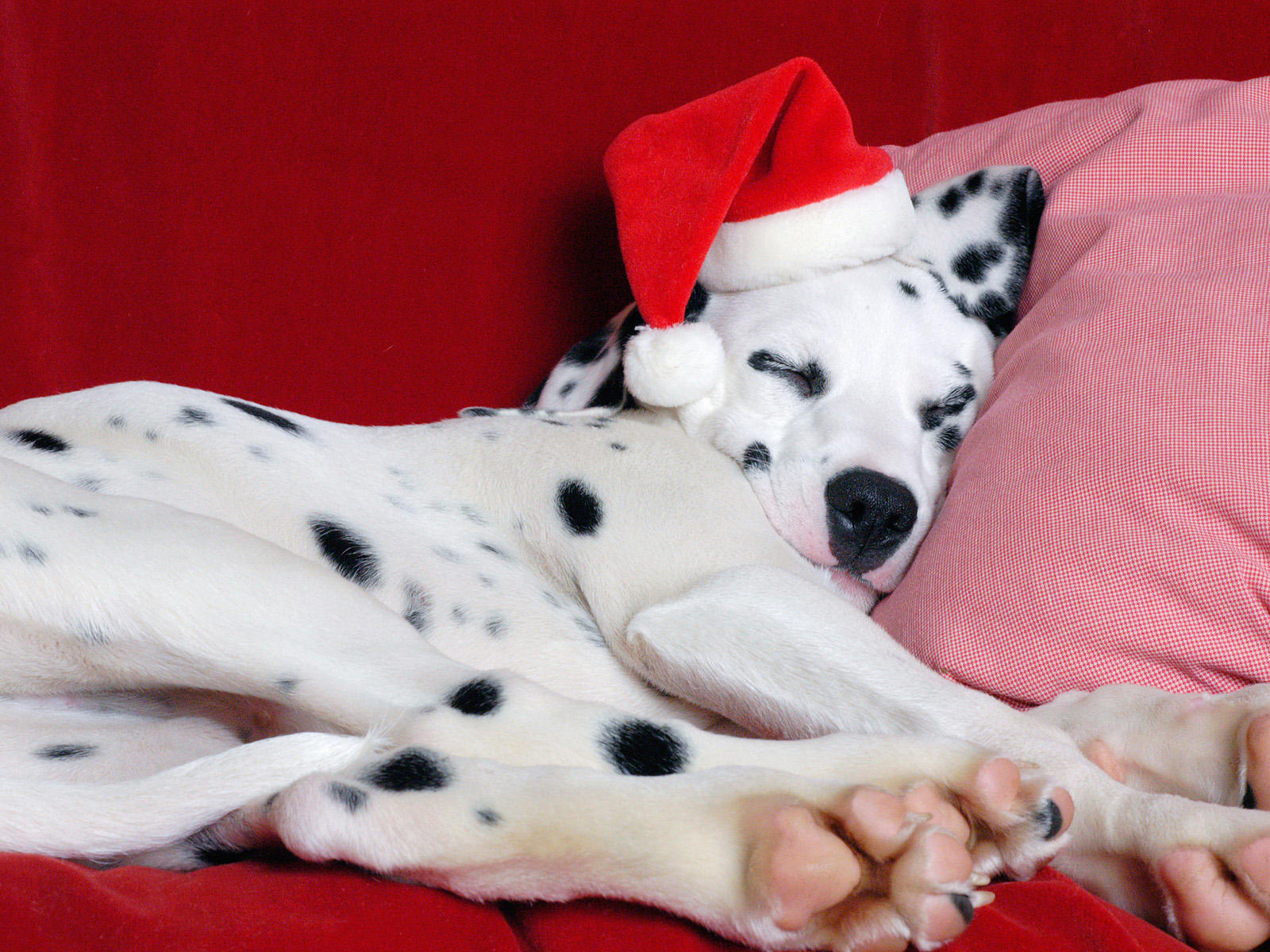 New Year Dalmatian dog photo and wallpaper. Beautiful New Year ...