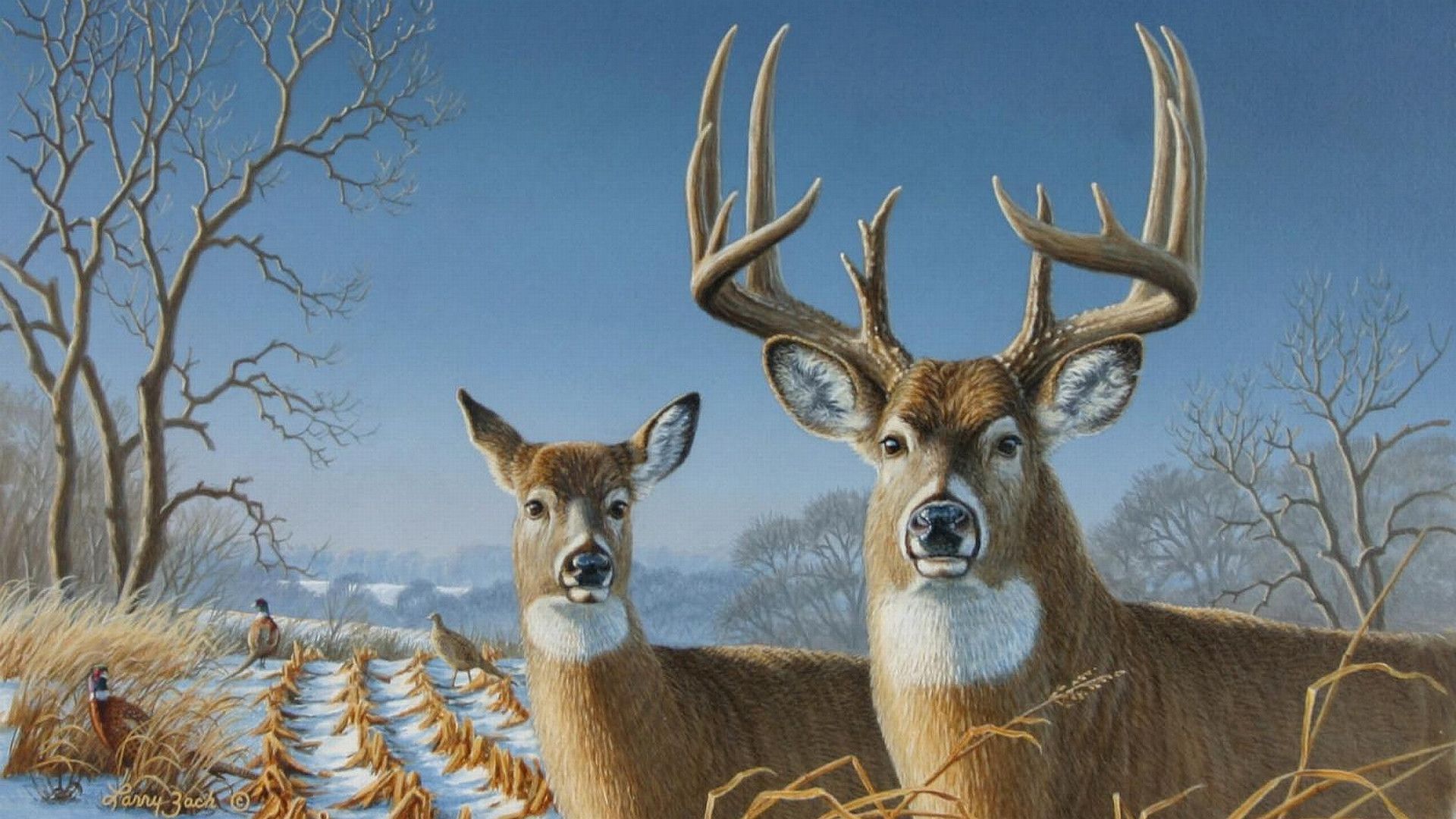 Whitetail Deer Backgrounds - Wallpaper Cave