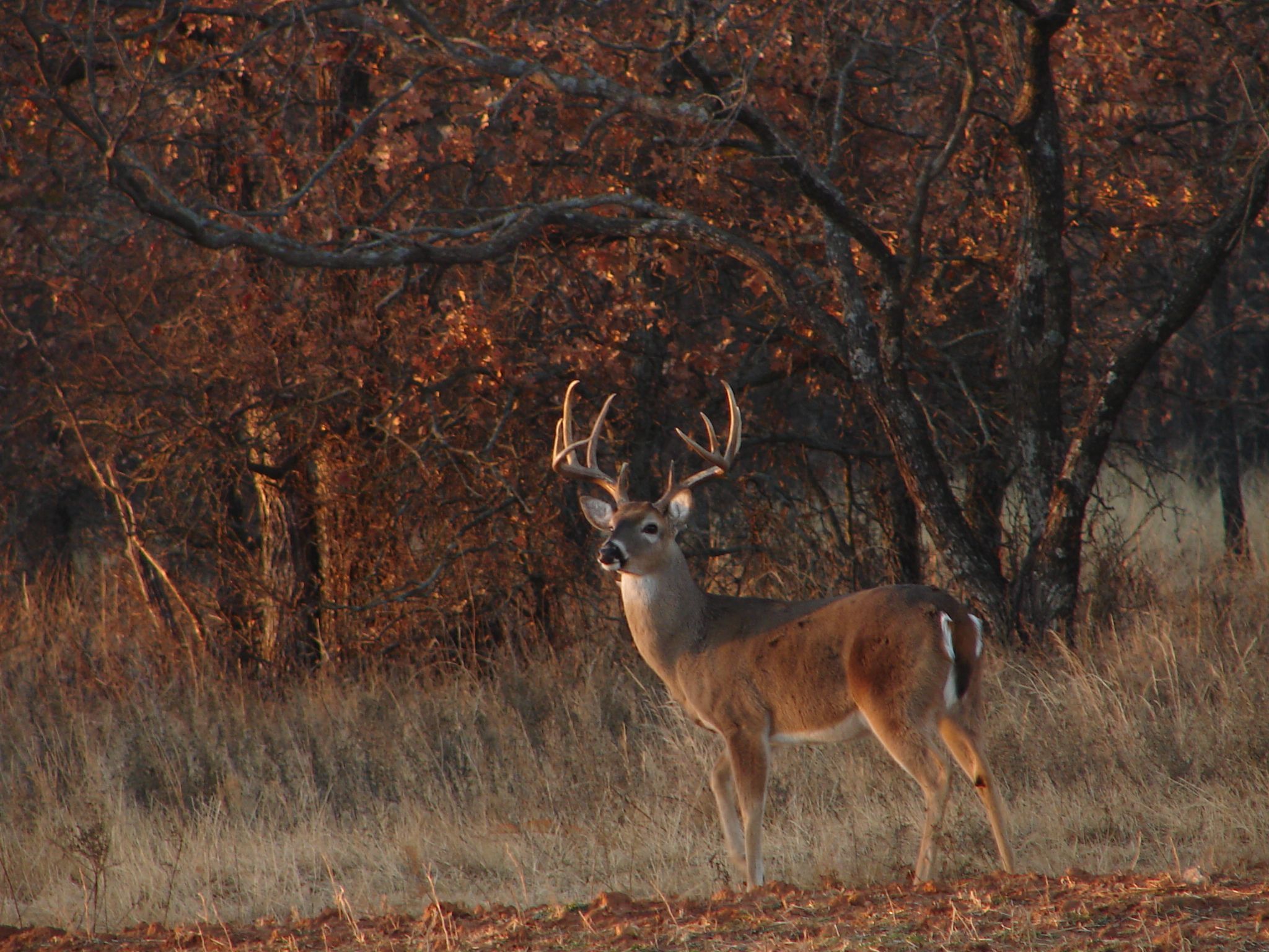 Download Whitetail Deer Hunting Forums Thread Cool Pics Age and other