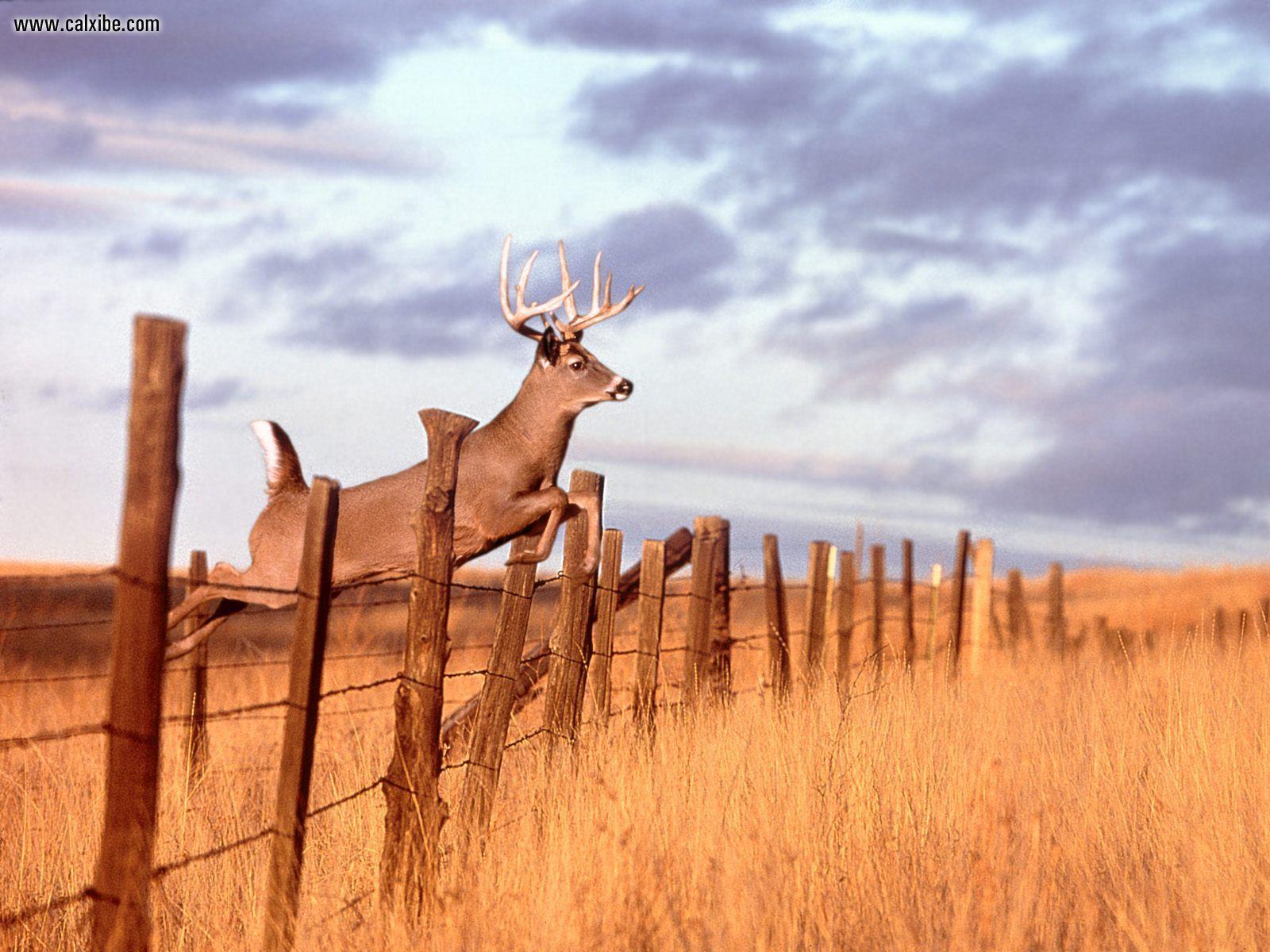 Wallpapers Of Whitetail Backgrounds HD Wallpapers Range