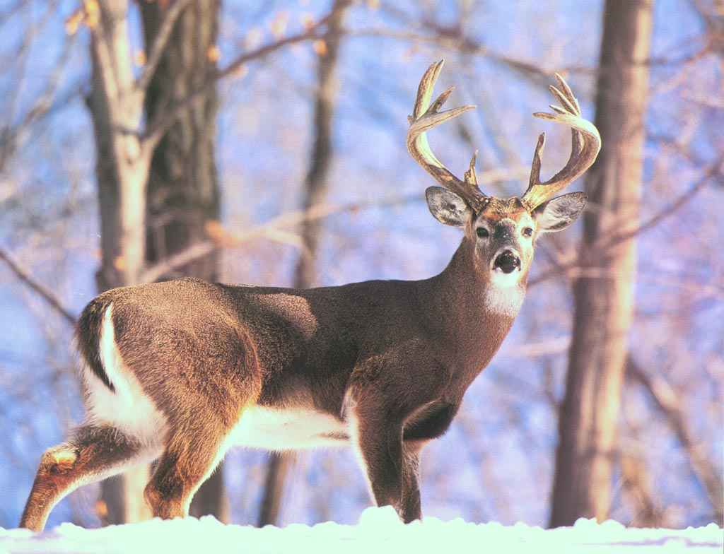 Free Whitetail Deer Wallpaper