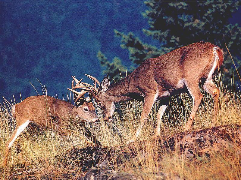 Whitetail Deer Backgrounds - Wallpaper Zone