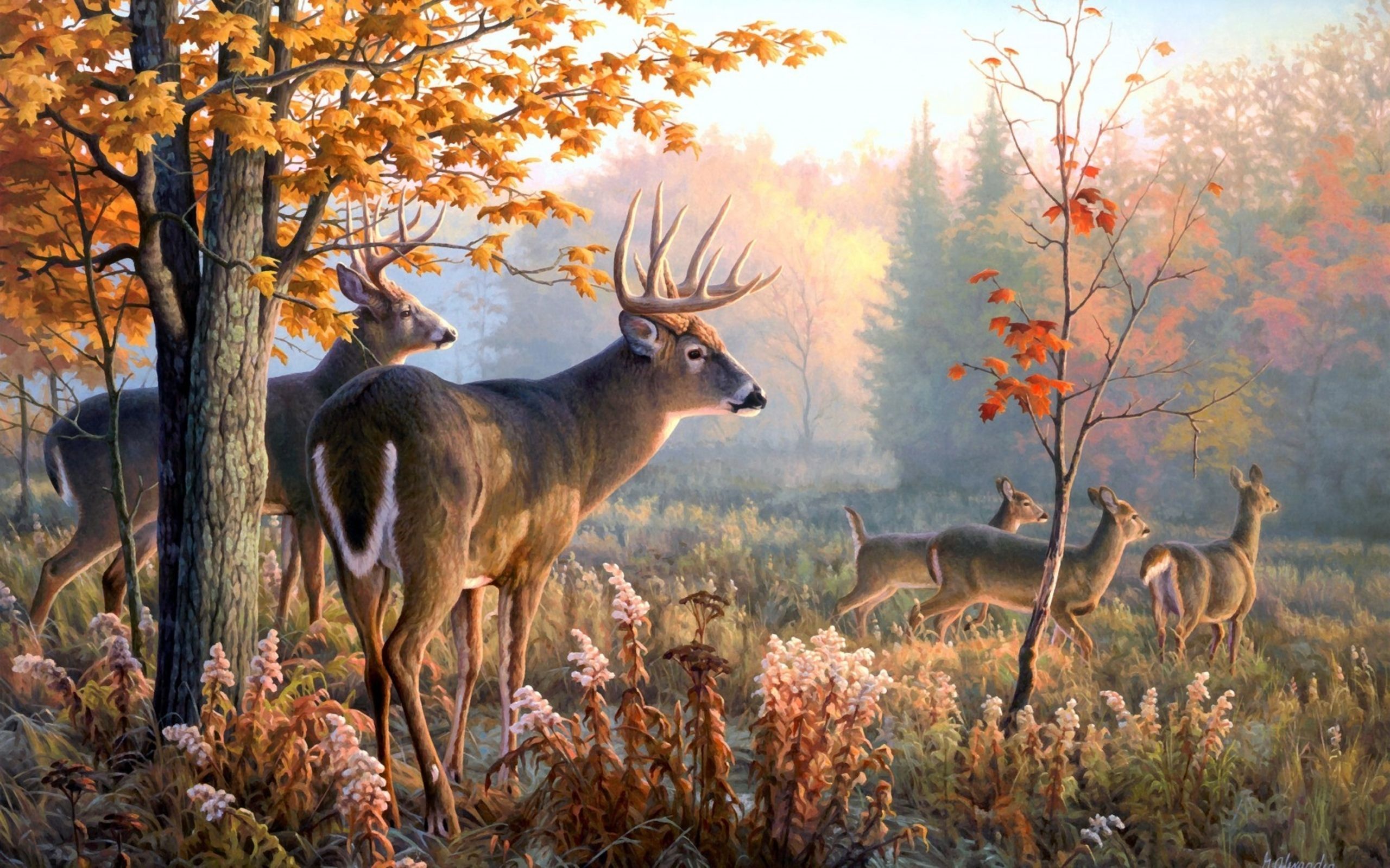 383 Deer HD Wallpapers Backgrounds - Wallpaper Abyss