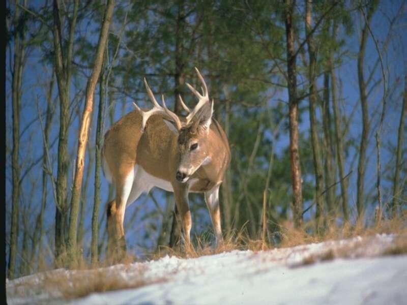 Whitetail Deer Backgrounds - Wallpaper Zone