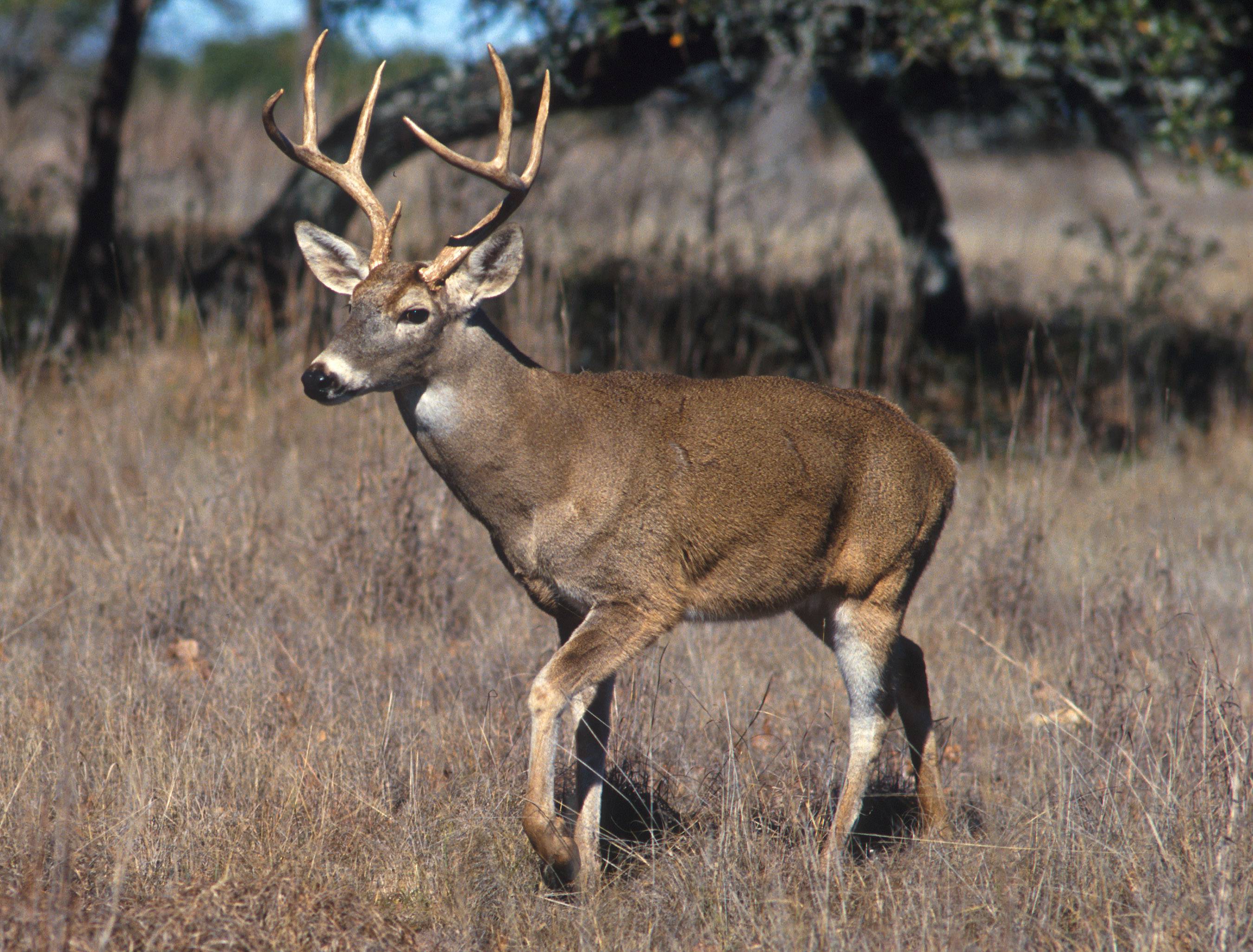 Pointer whitetail deer wallpaper - - High Quality and other