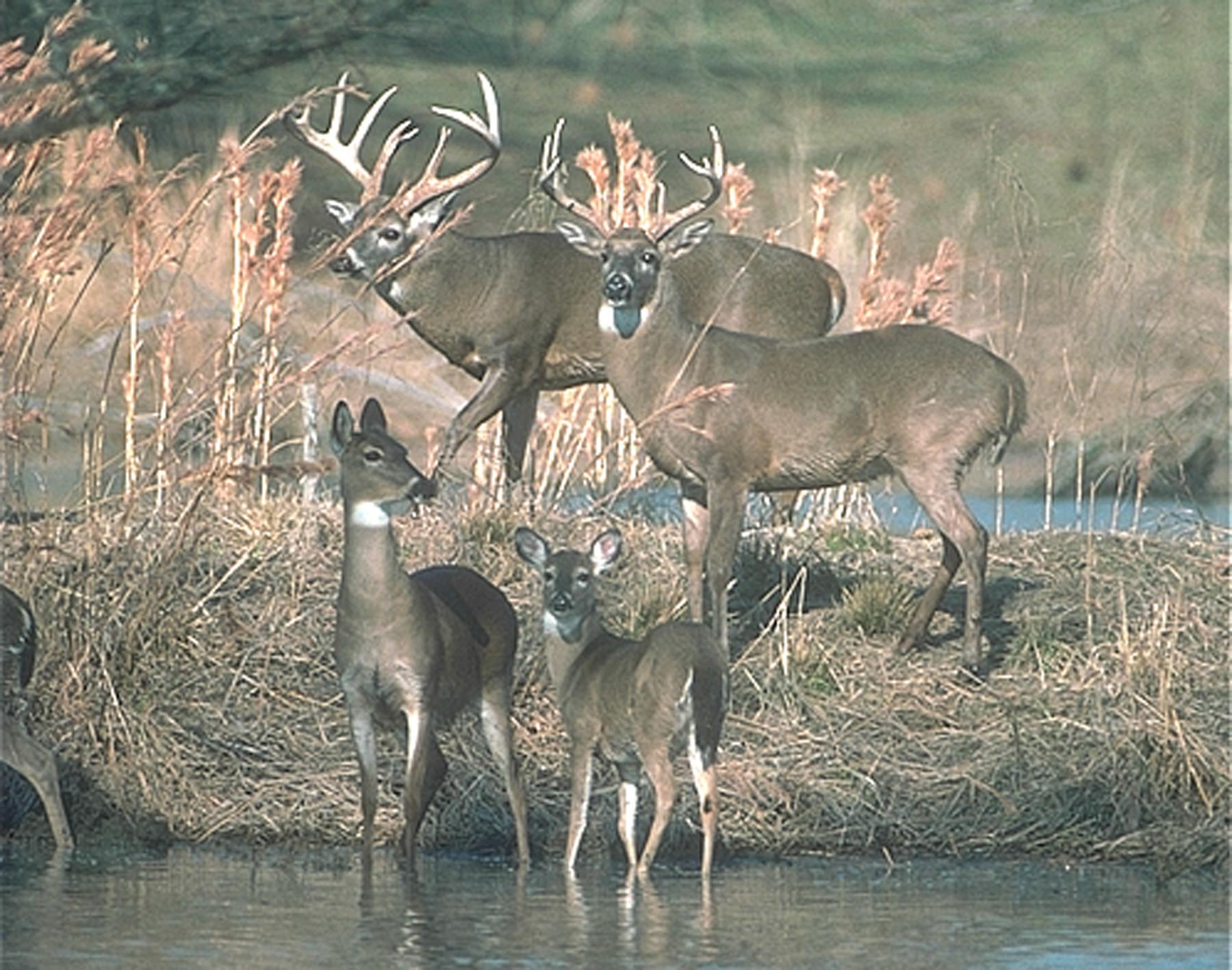 Whitetail Wallpapers And Background HD Wallpapers Range