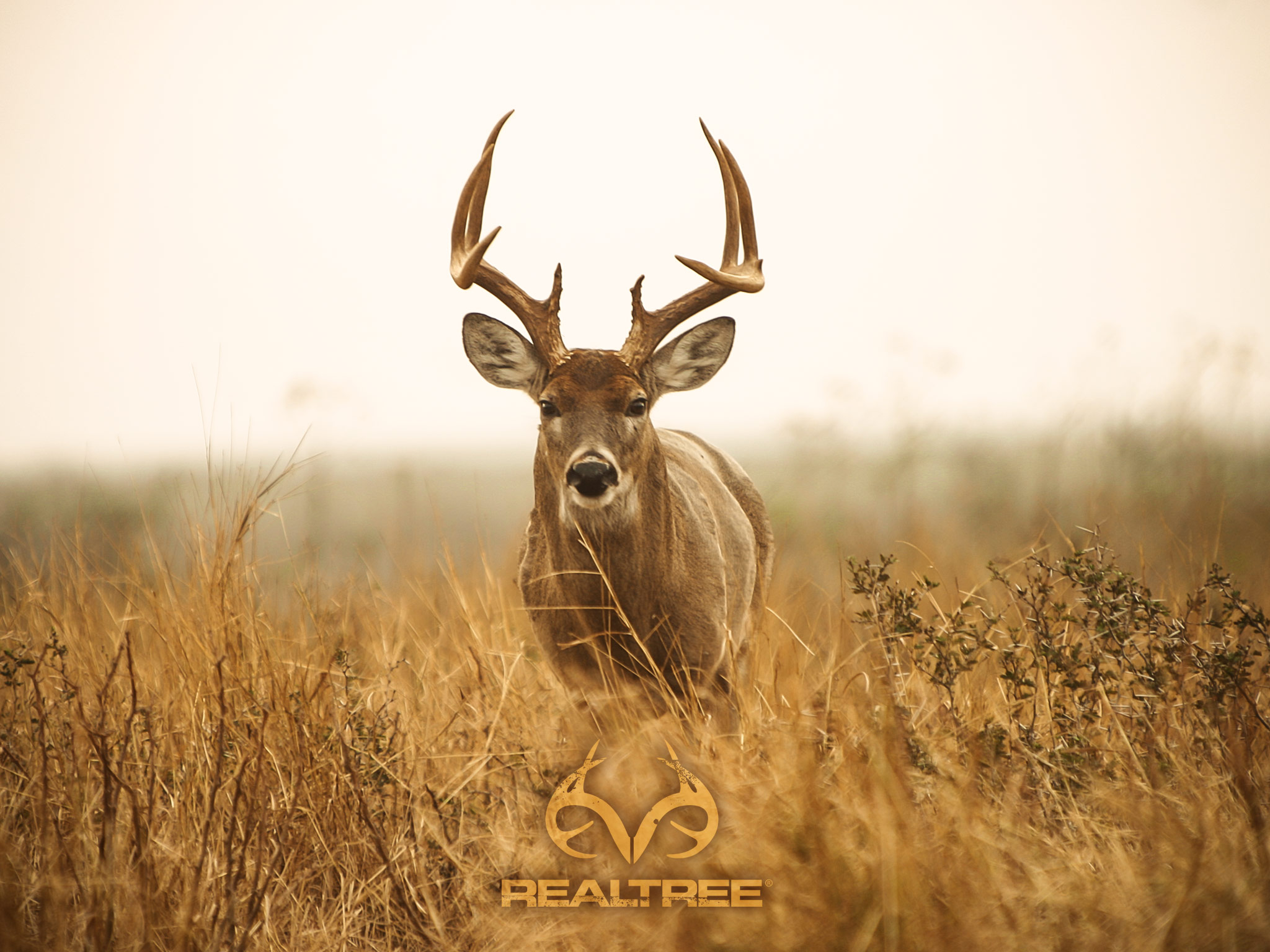 Whitetail Backgrounds