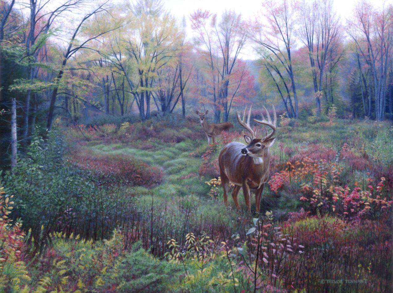 Whitetail Deer Hunting Backgrounds Viewing Gallery HD Wallpapers
