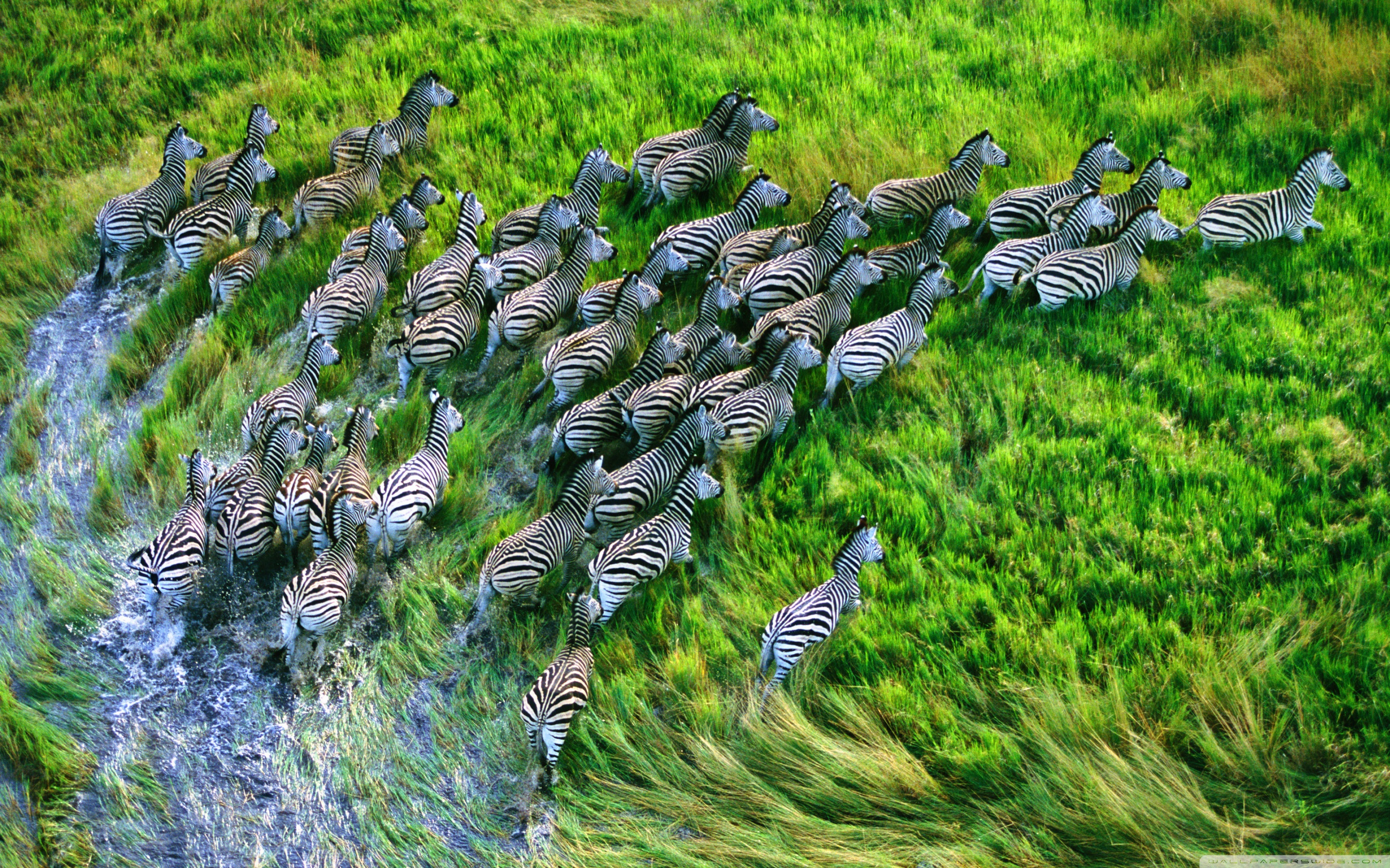Mac Os X Retina Zebras HD desktop wallpaper High Definition