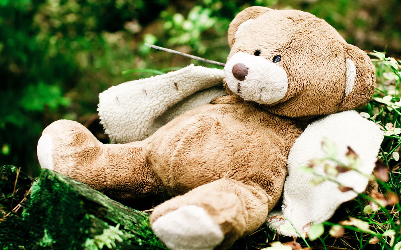 Teddy bear toy theme photography wallpaper: green grass － Other ...