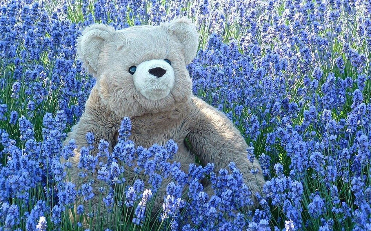 Toy theme photography wallpaper: blue flowers, teddy bear － Other ...
