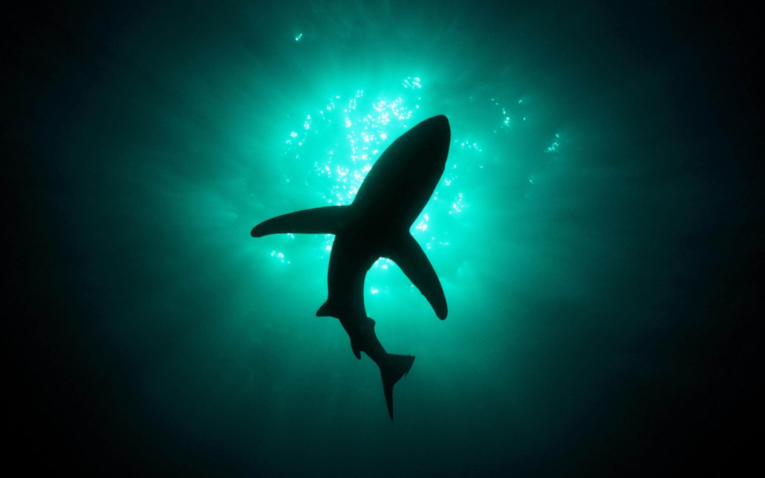 The 13 Most Awesome Wallpapers For People Who Love Shark Week