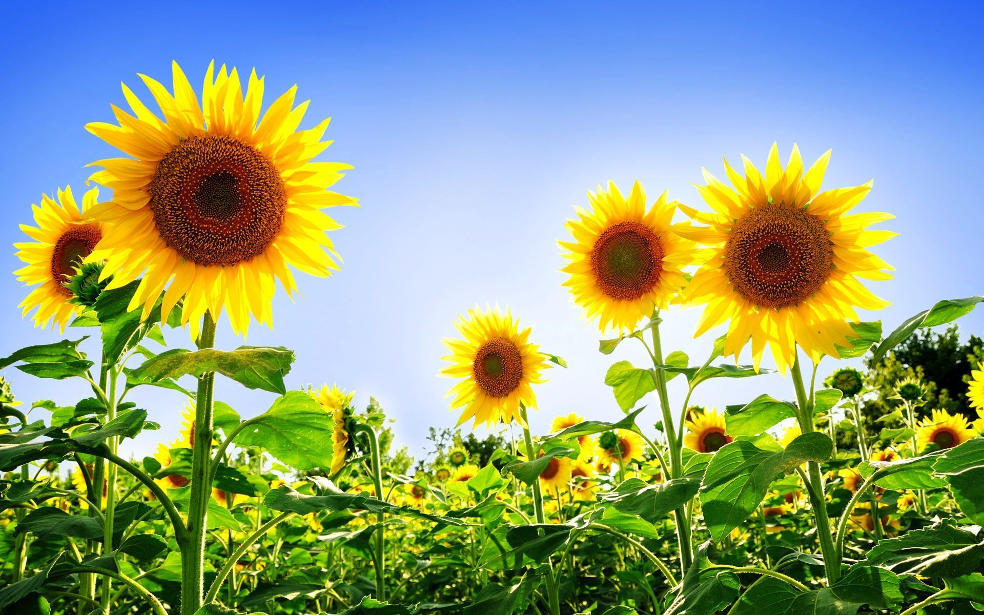 Sunflower Wallpapers Best Backgrounds