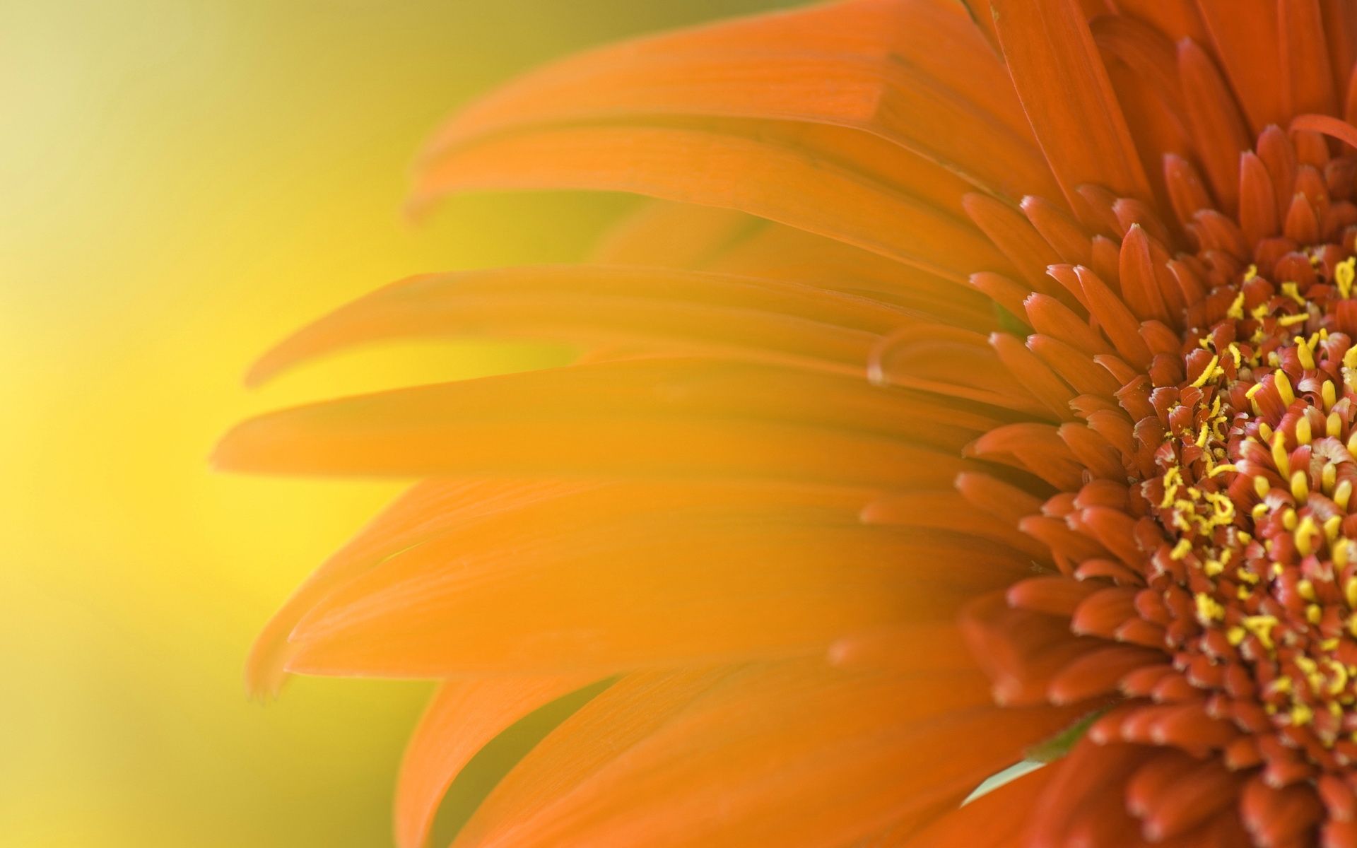 Widescreen Sunflower Wallpapers HD Backgrounds