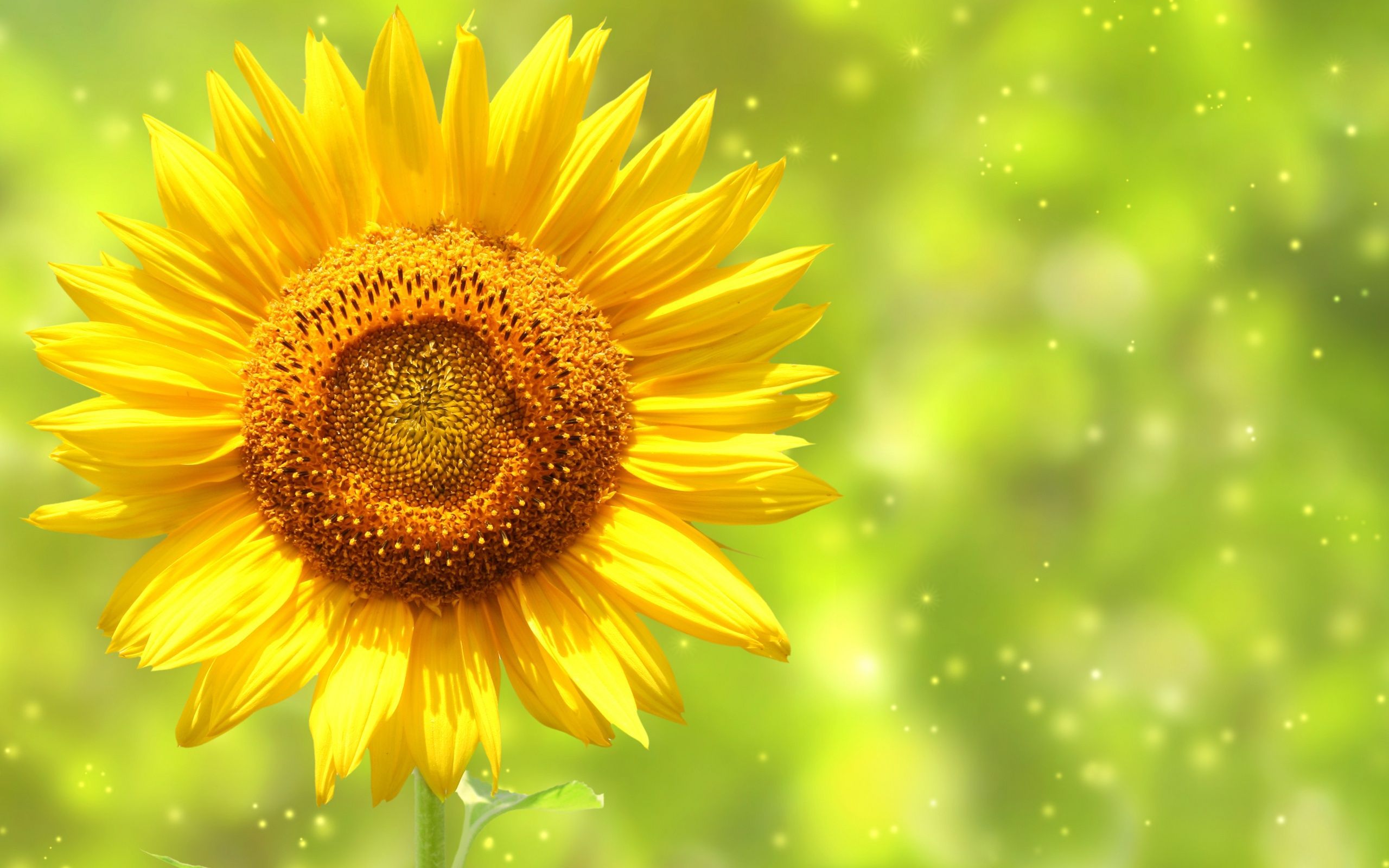 Yellow Sunflower Wallpapers Pictures