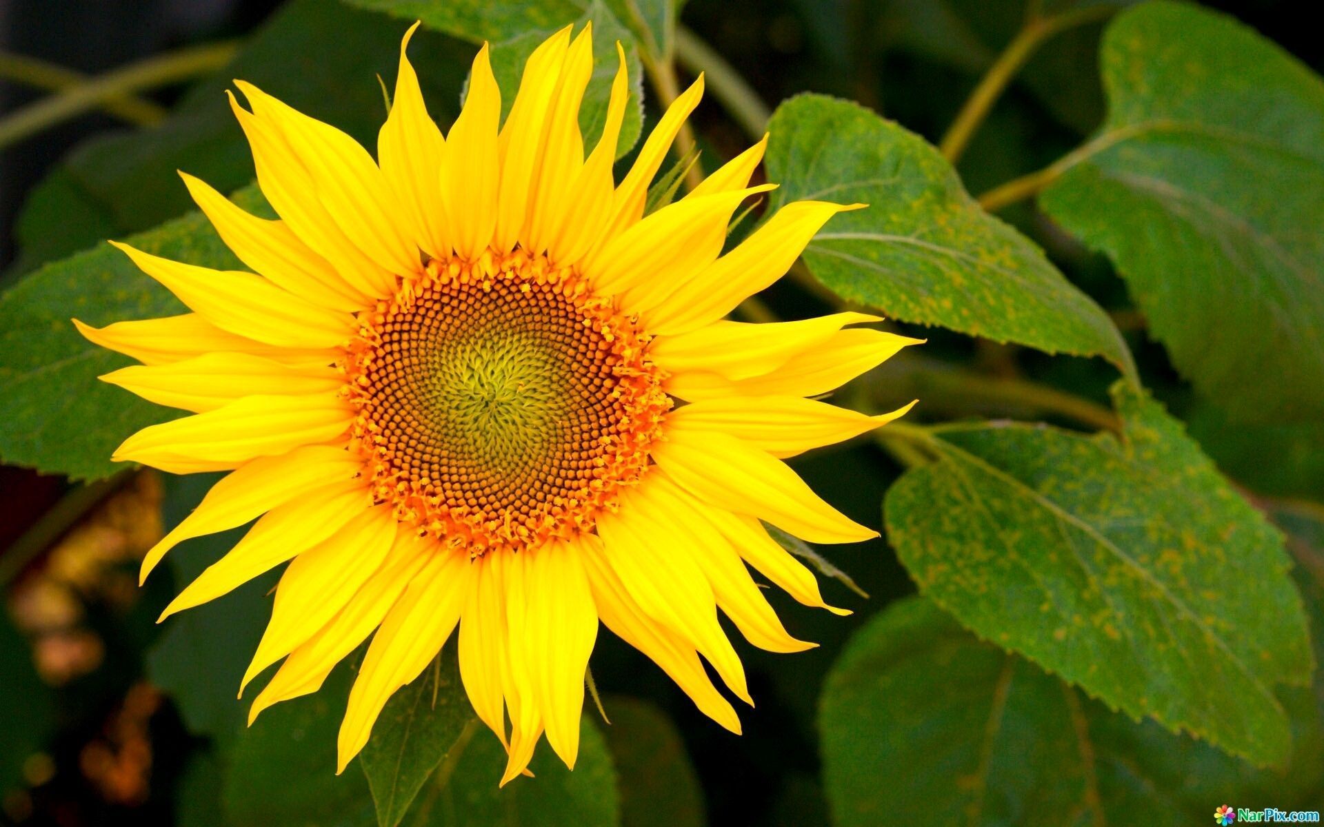 Sunflower HD Wallpapers Images Pictures Photos Download
