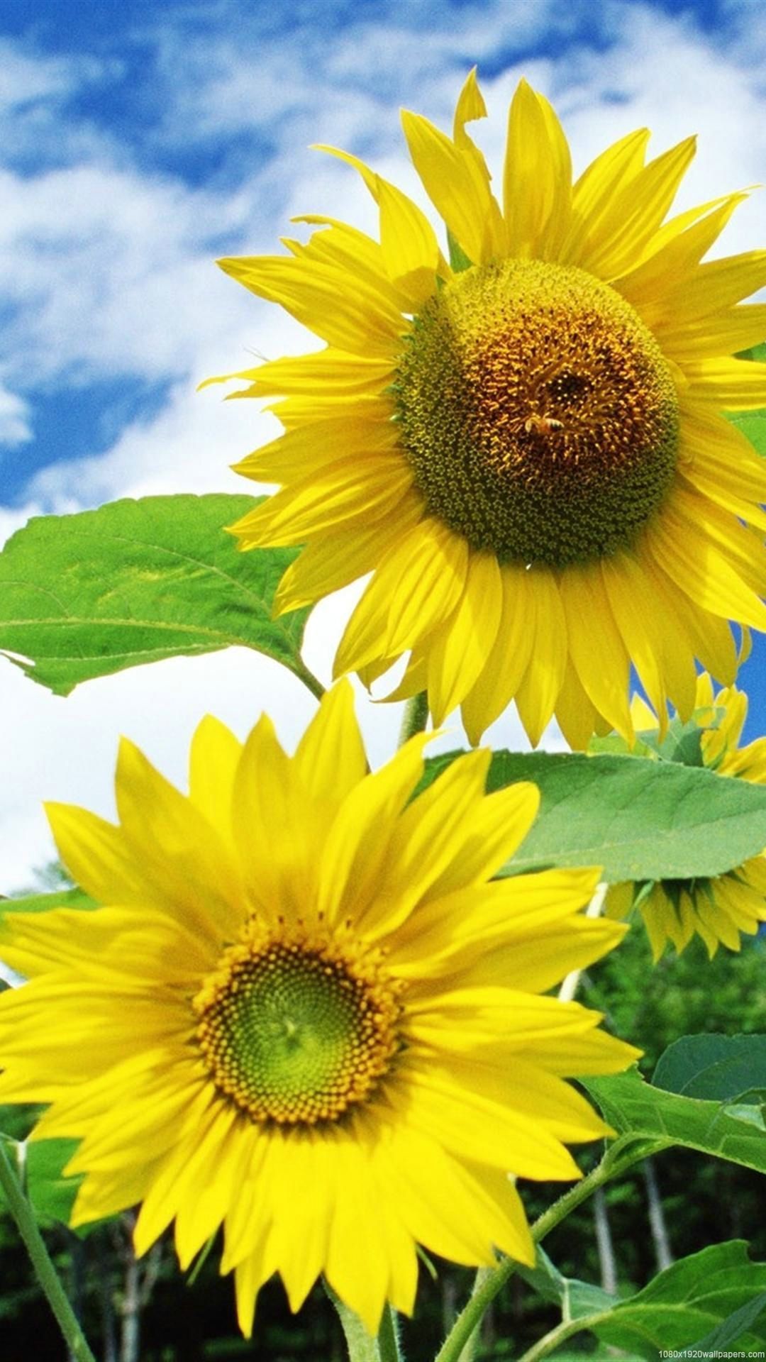 Sunflower Wallpapers Group 74