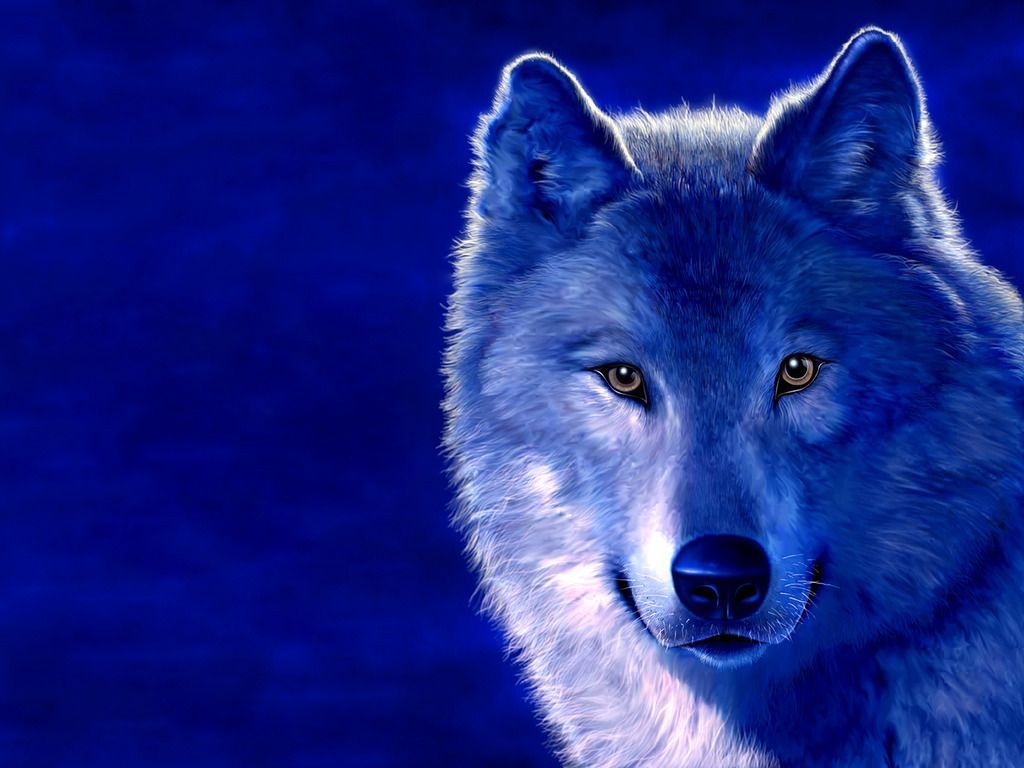 Cool Wolf Backgrounds Your Top HD Wallpapers #ID68282