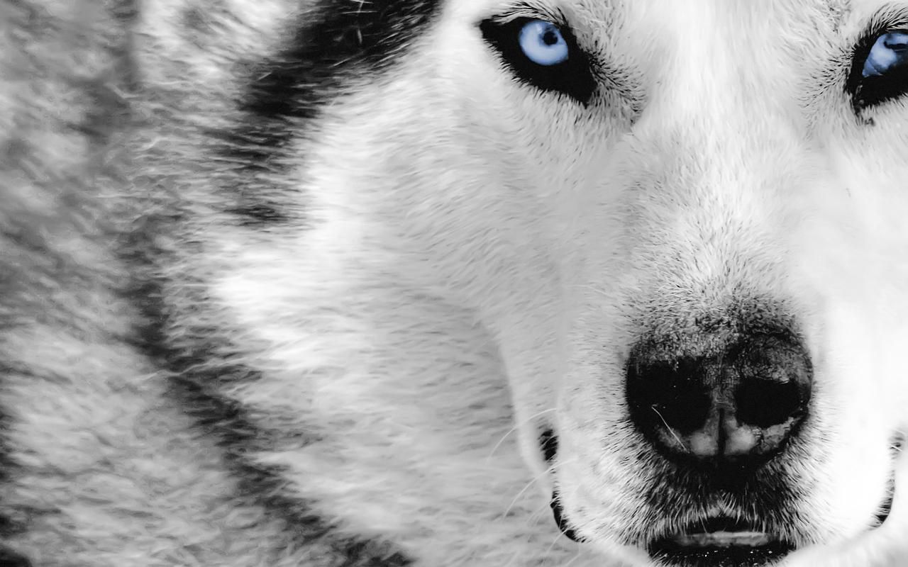 Snow Wolf HD Wallpapers