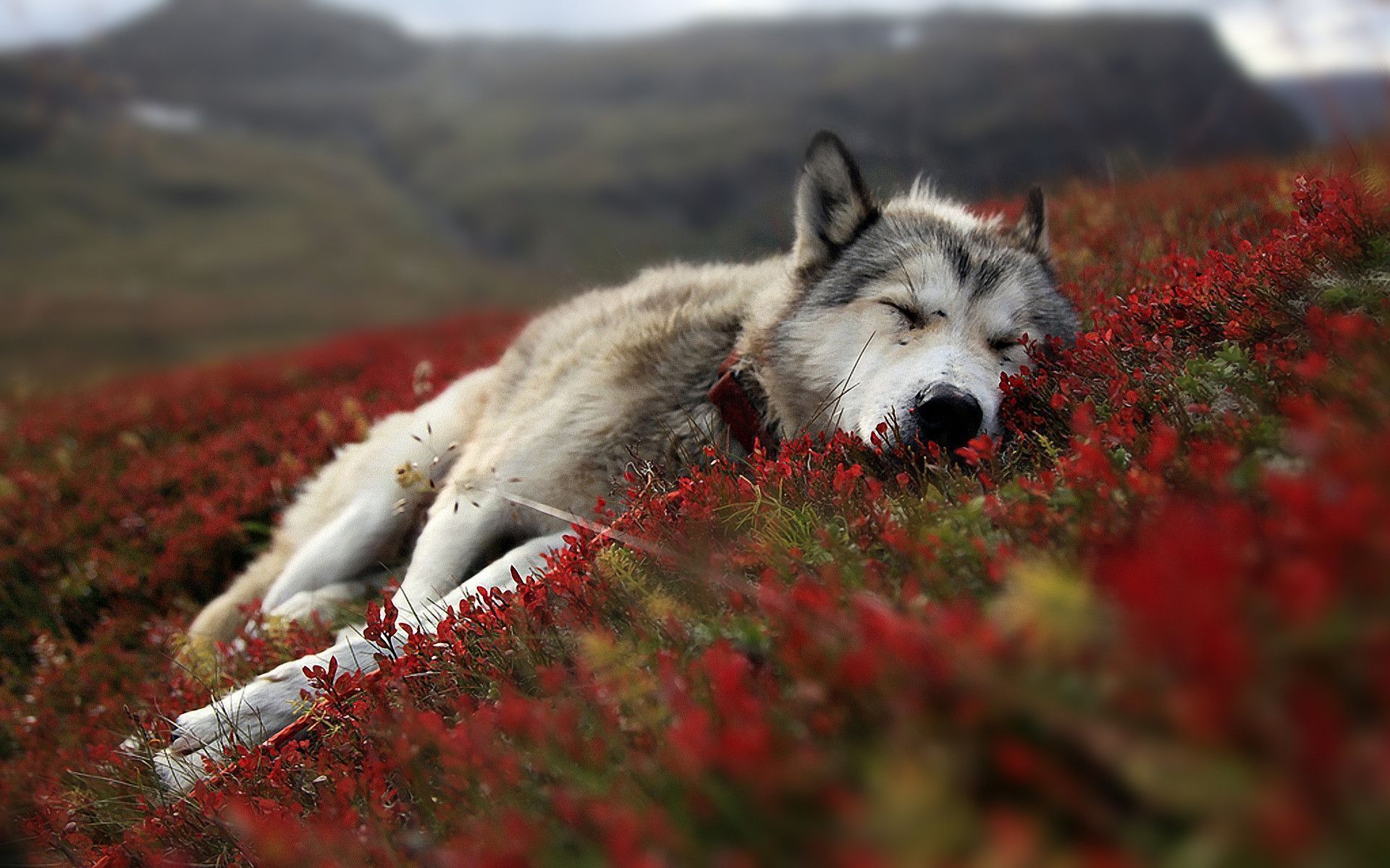 Free Wolf Backgrounds