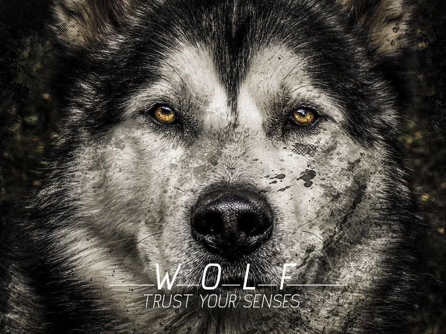 Wolf on Pinterest | White Wolves, Wolves and Wallpapers