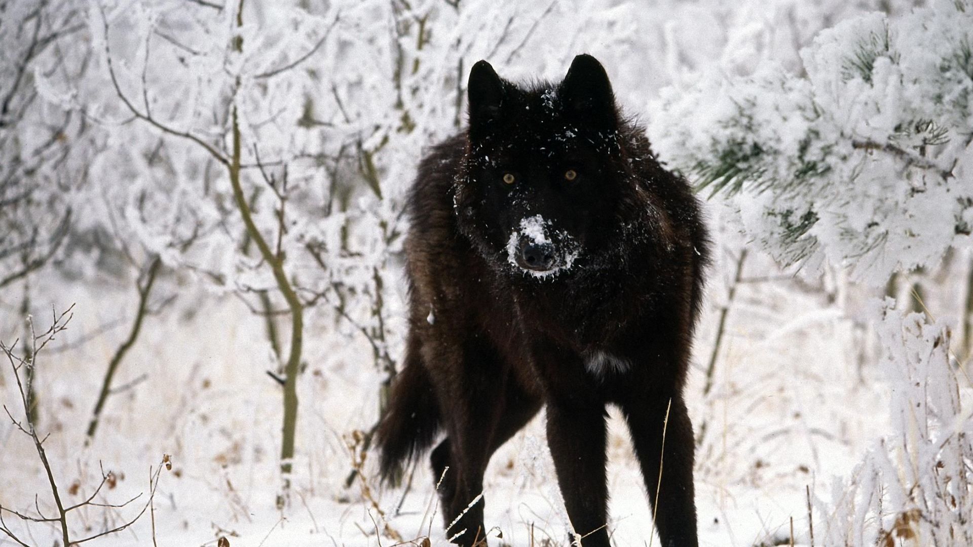 Black wolf wallpapers hd cool phone backgrounds amazing best hd ...