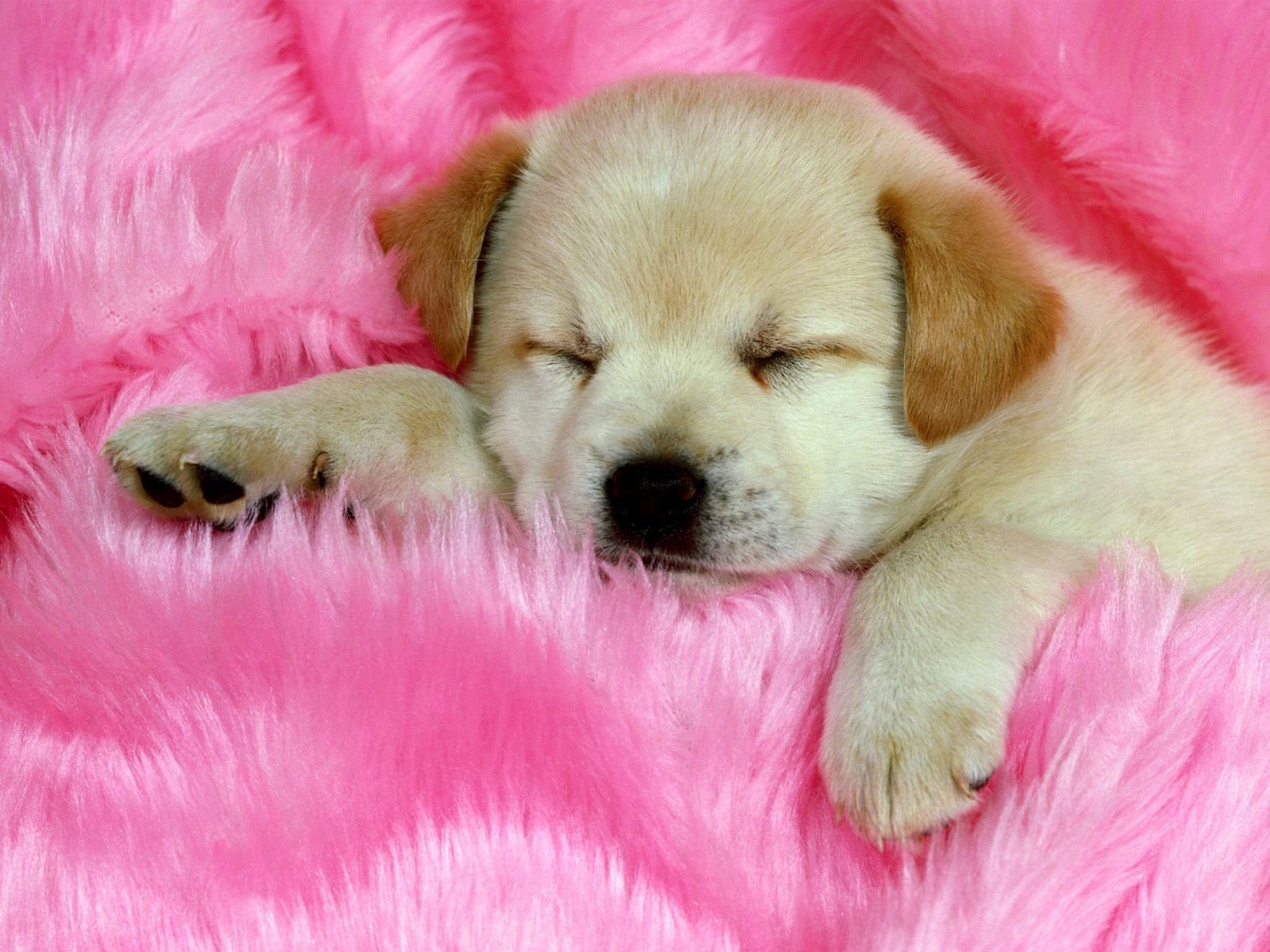 Cute Labrador Retriever Puppy Sleeping Desktop Wallpaper. Desktop ...