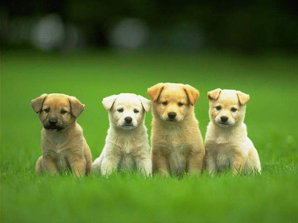 Cute Puppy Wallpaper Backgrounds HVGJ - PetPictures