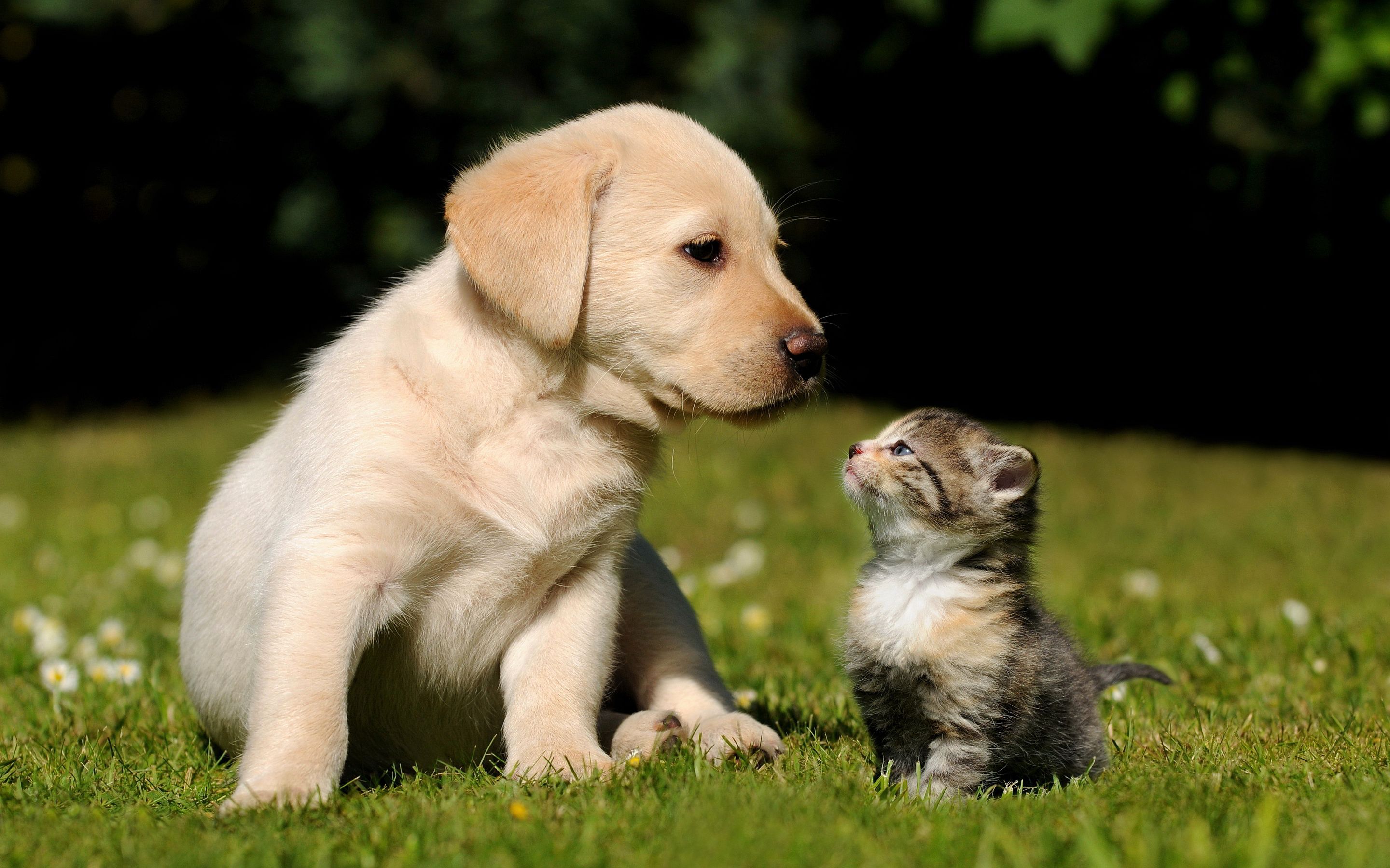 Cute Puppy Kitten Wallpapers Pictures