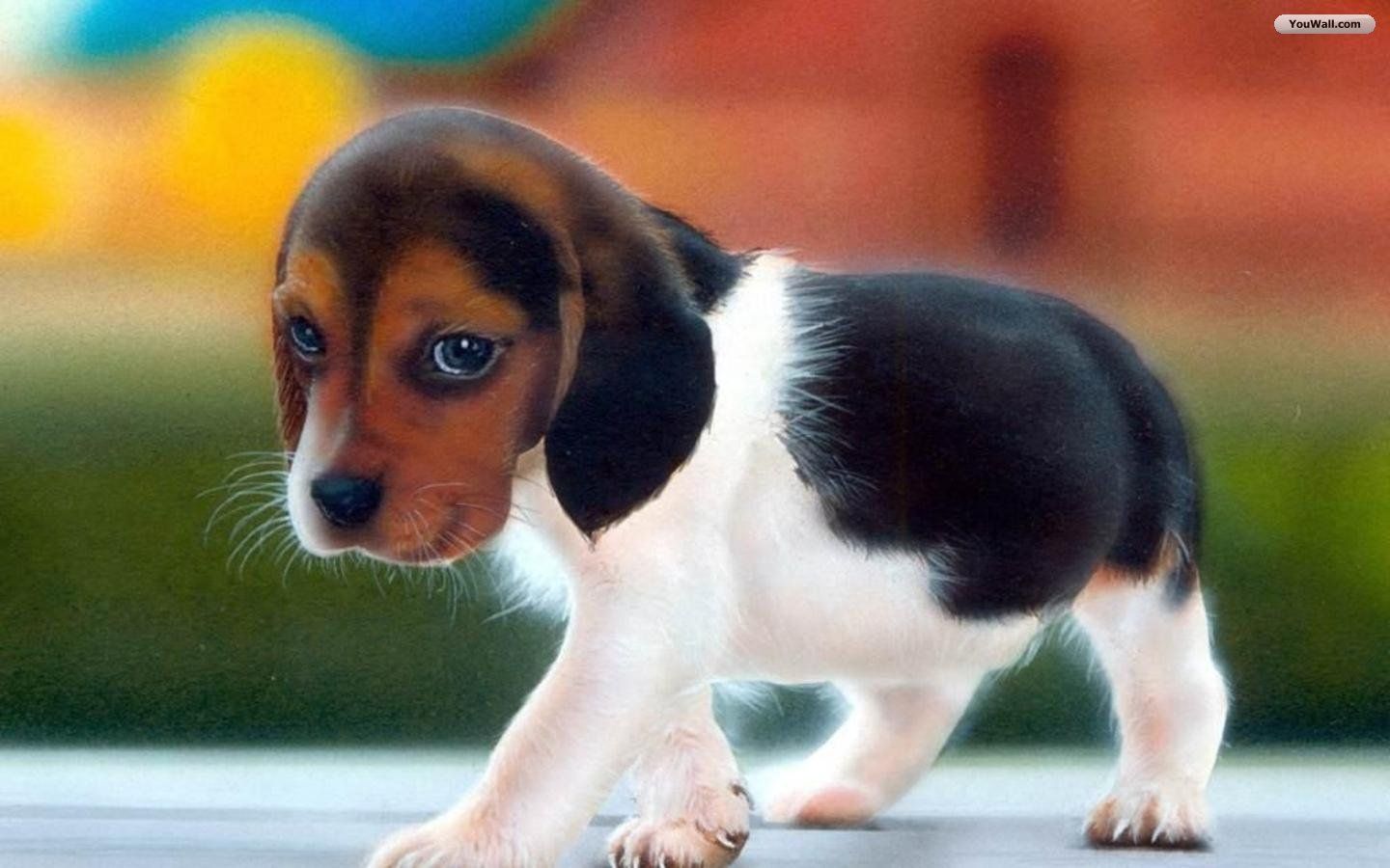 Download Imgisland Free Animals Cute Puppy Wallpaper 1440x900 ...