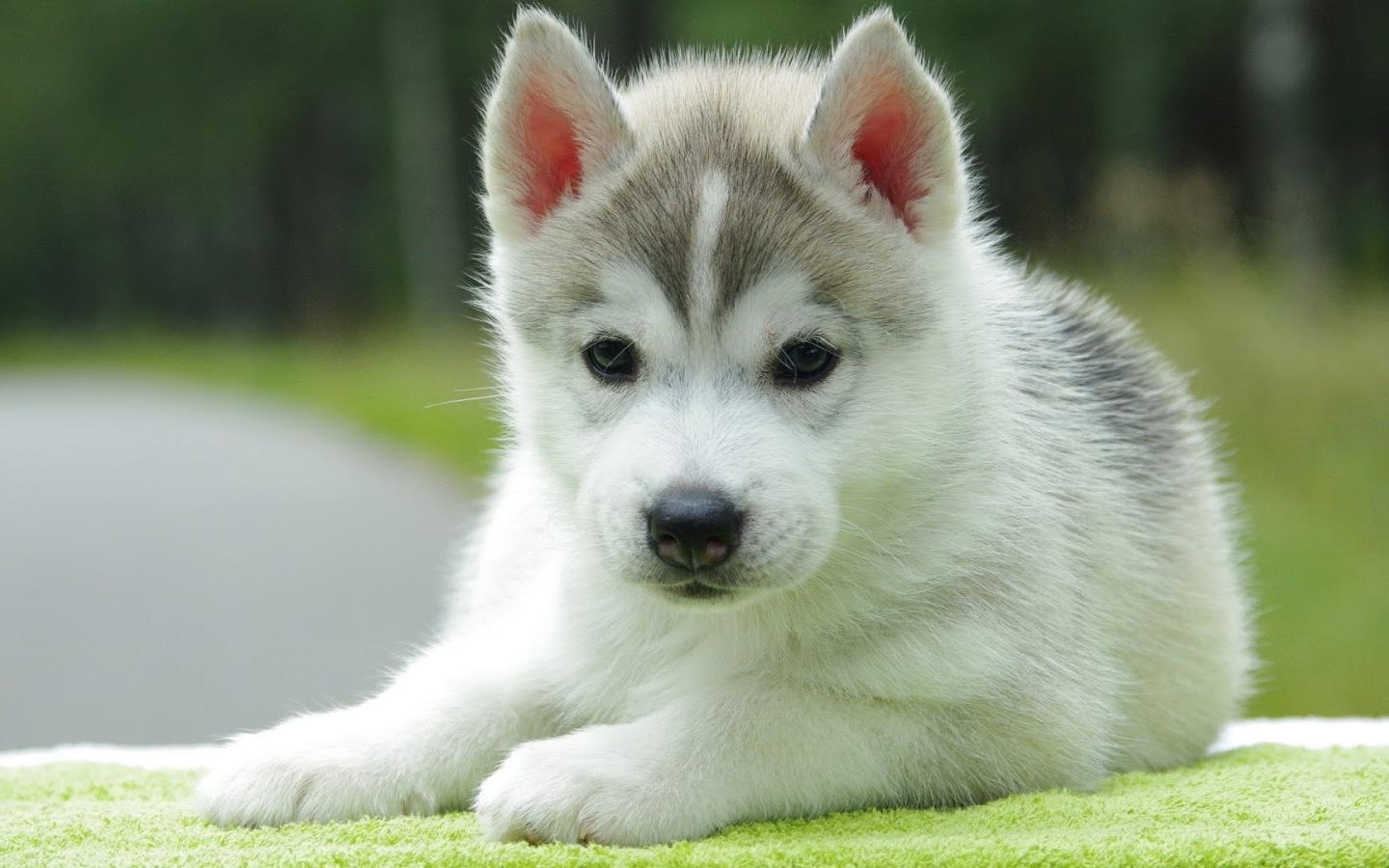 Cute Puppy Pictures for Wallpaper Download Free