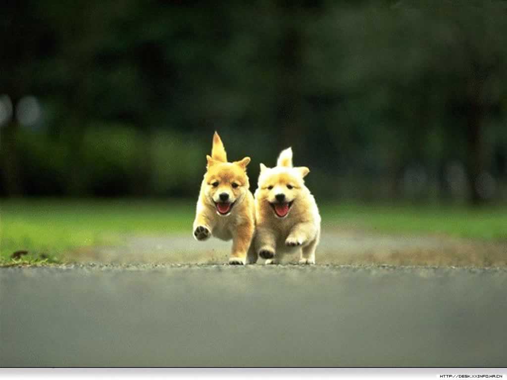 Cute Puppies HD Wallpapers | HD Wallpapers 360