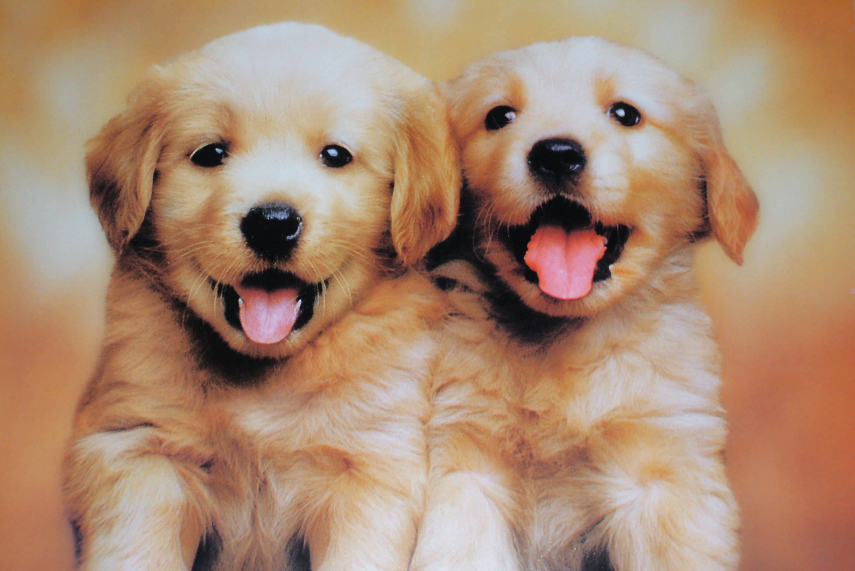 Description For Cute Twin Puppies Wallpaper Cute Twin Puppies ...