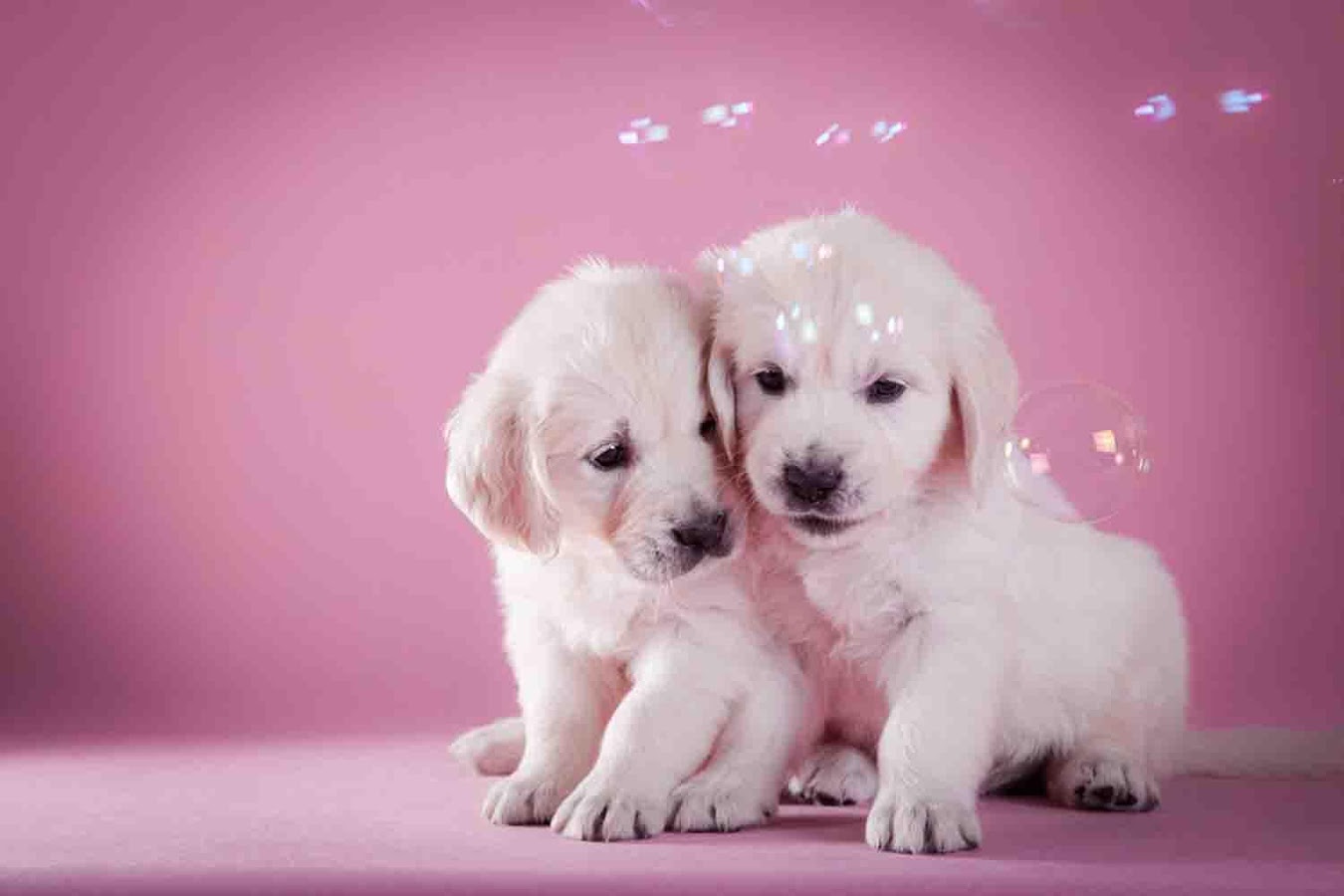 Cute Puppy Backgrounds - Android Apps on Google Play