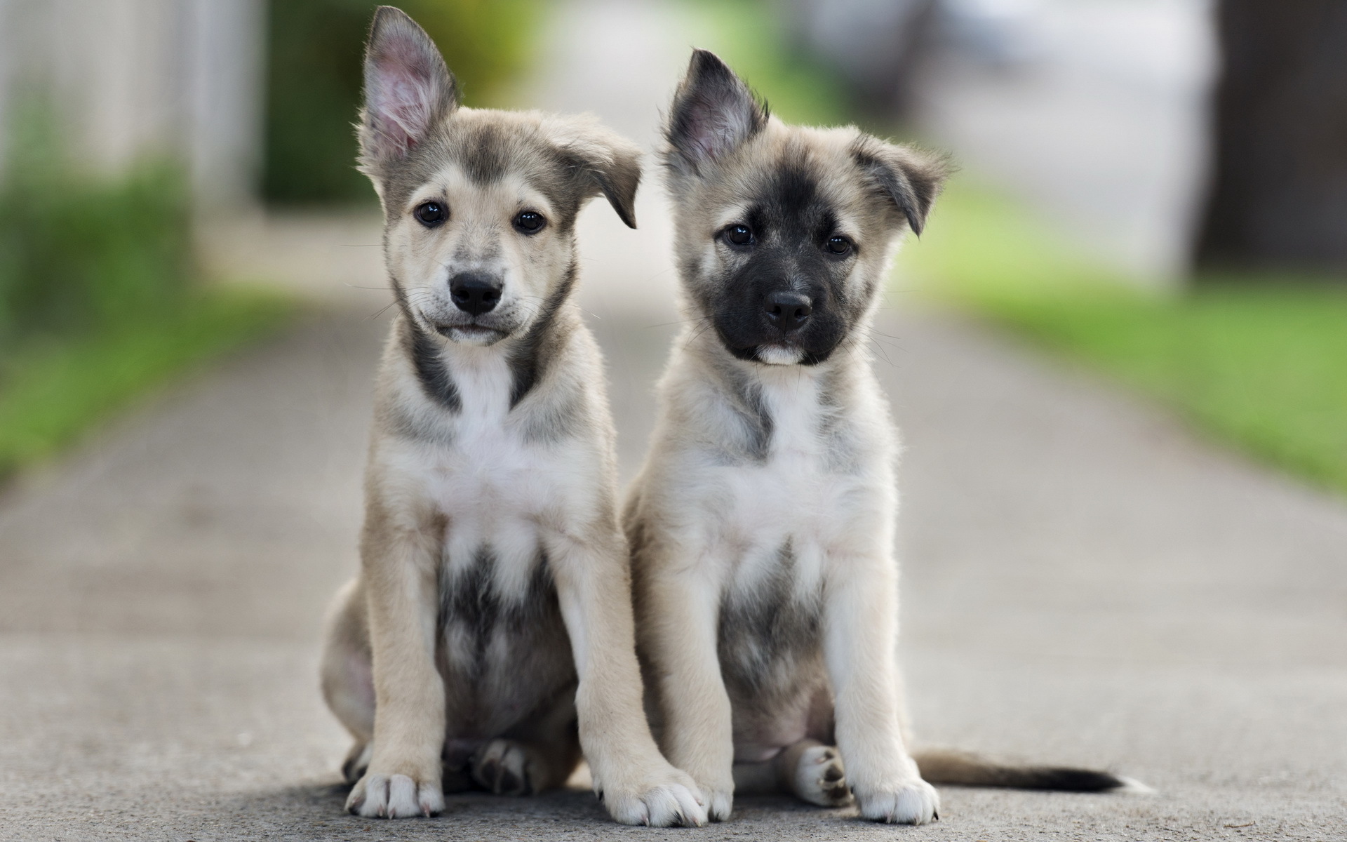 Cute Puppies. Cute Dog Wallpaper Pets. 1920x1200px #481223 ...